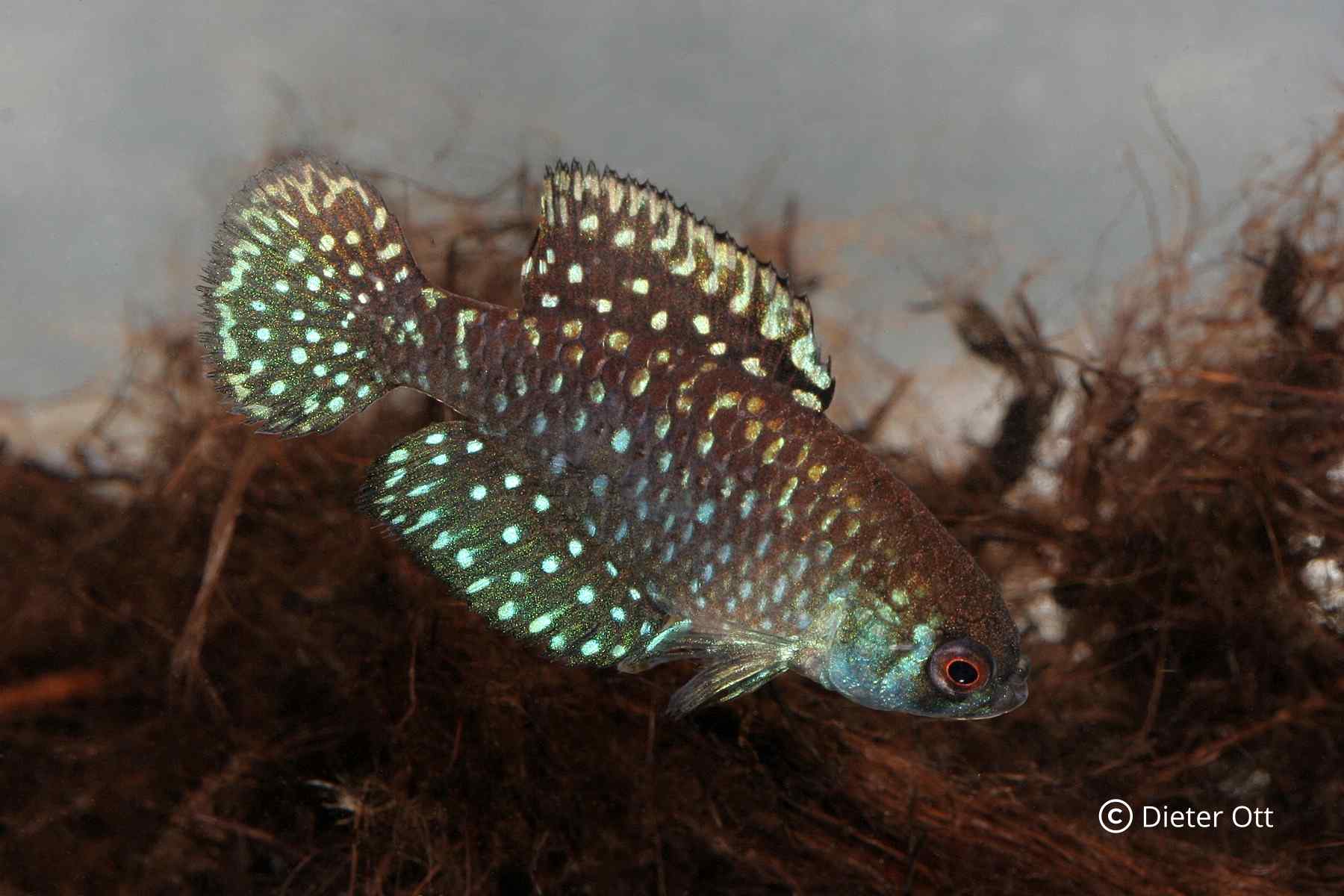 Často hledáno: Argolebias nigripinnis, zde forma od Maschitz.