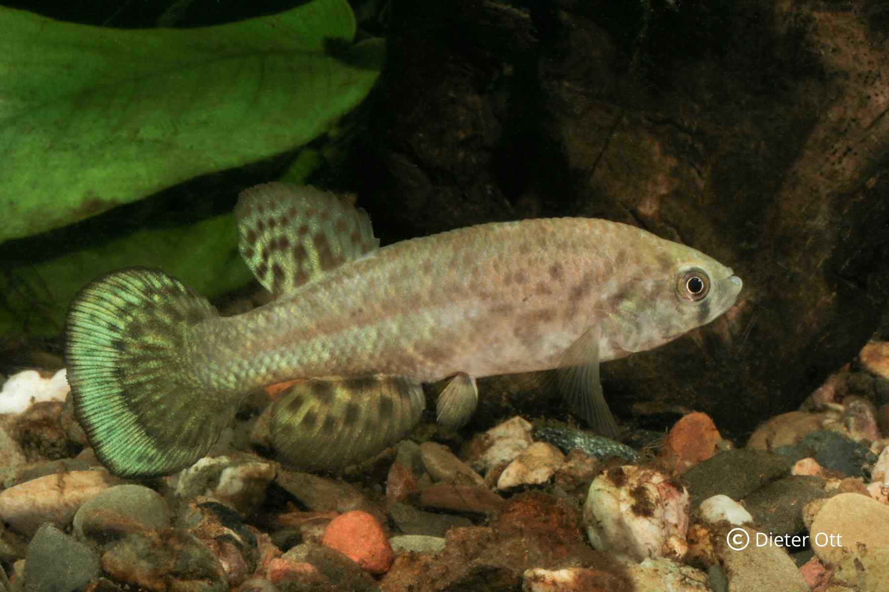 Austrofundulus guajira COL 2006 jsou velmi silní jedlíci.