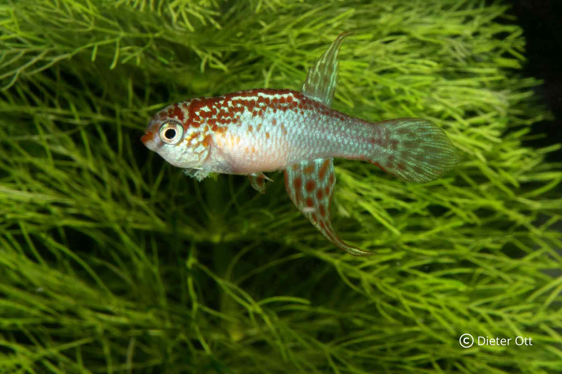 U Maratecoara splendida postačuje mělká miska s substrátem, protože se nezanořují do podloží.