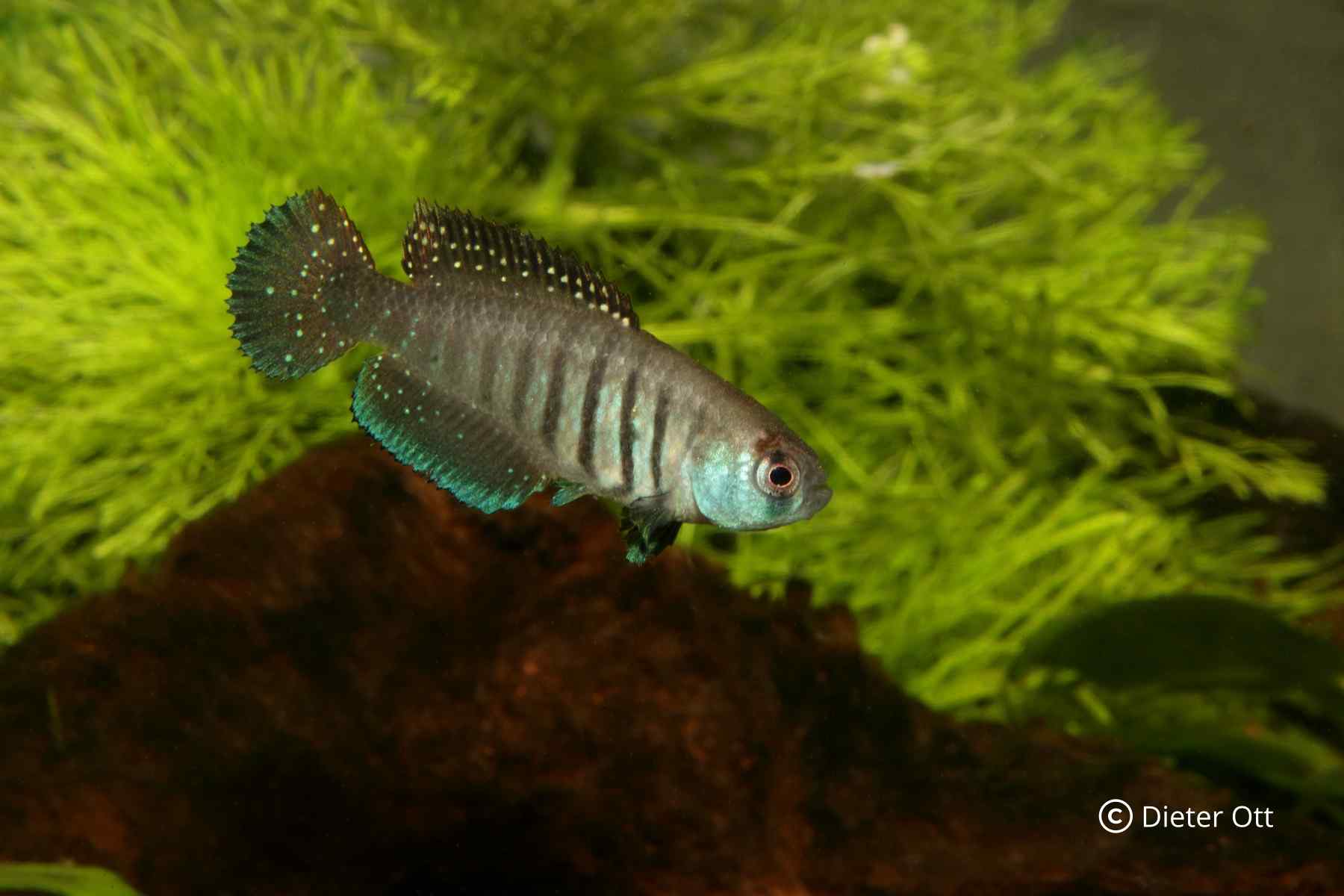 Chov Matilebias alexandri Taia z příbuzenstva Argolebias nigripinnis není obtížný.