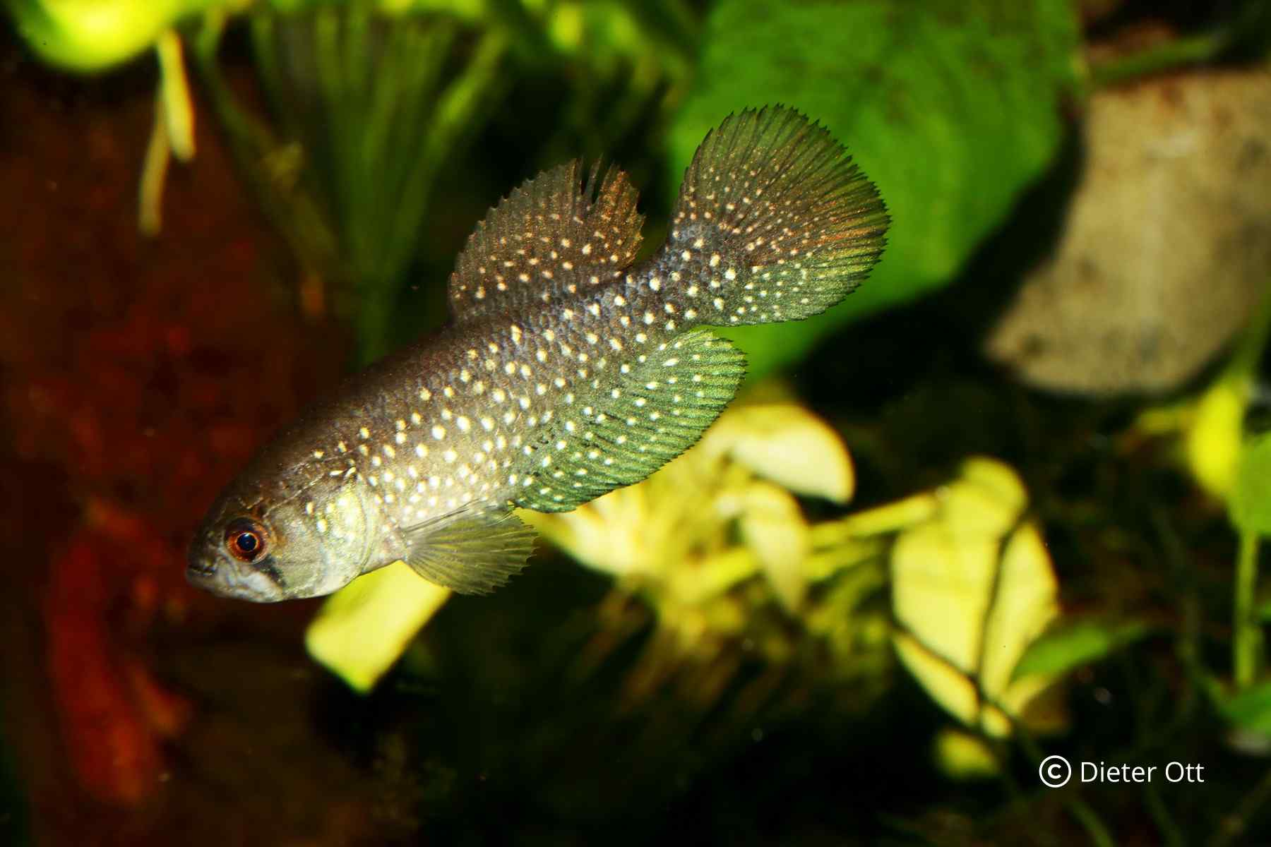 Megalebias wolterstorffi (hier ein Tier von Porto Alegre) je nyní ve svém přirozeném výskytu ohrožen.