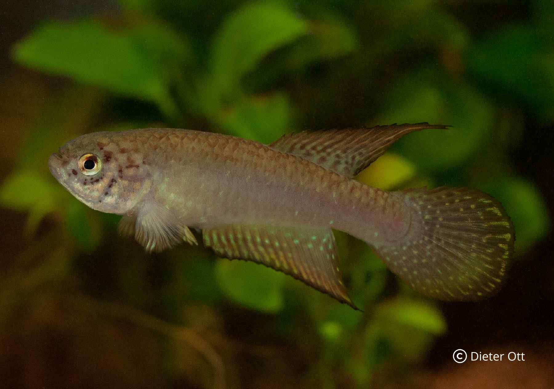 Nematolebias whitei BSY 95/03 překonává v produktivitě každého guppyho.