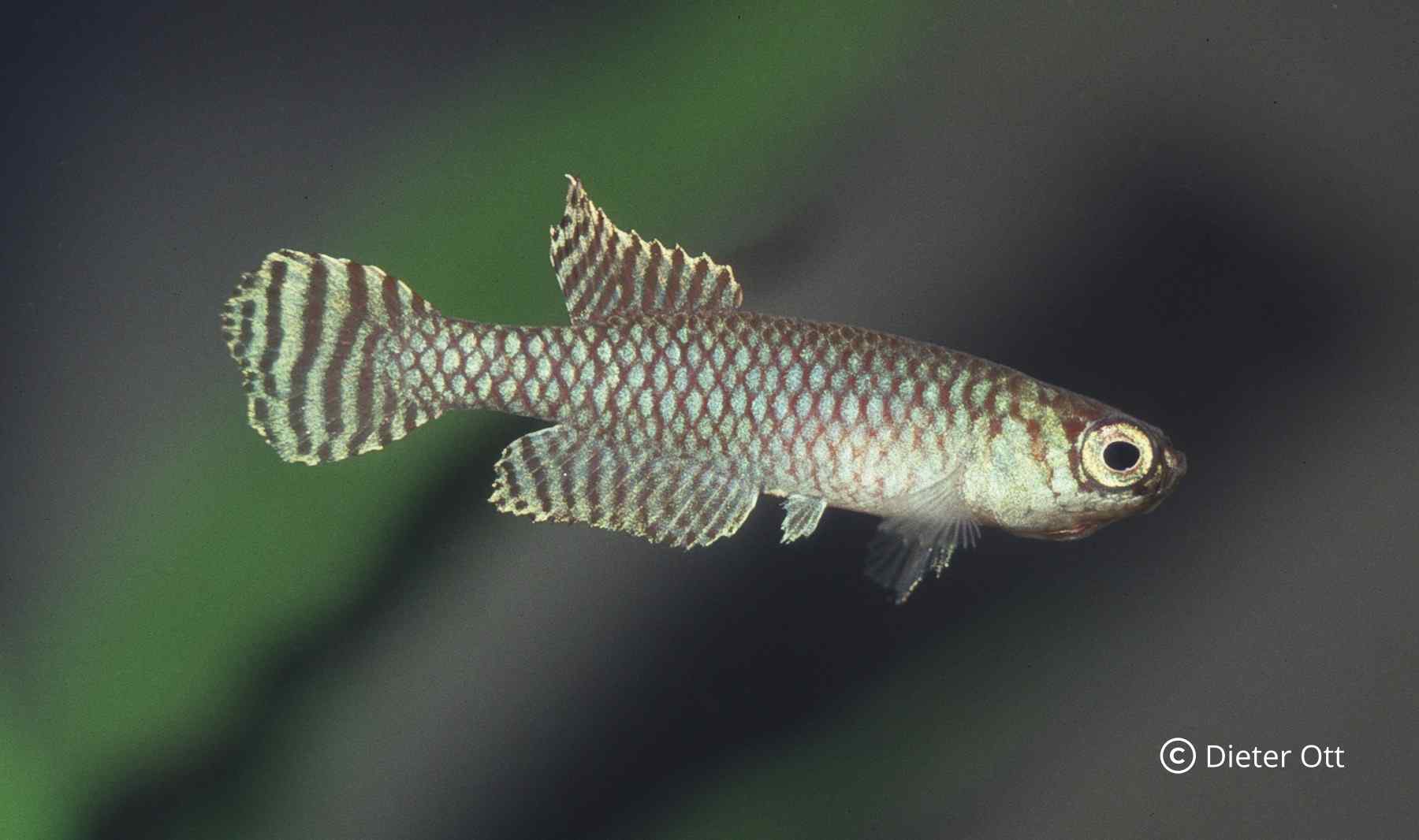 Nachází se ve státě Rio de Janeiro: Notholebias minimus Seropédica.