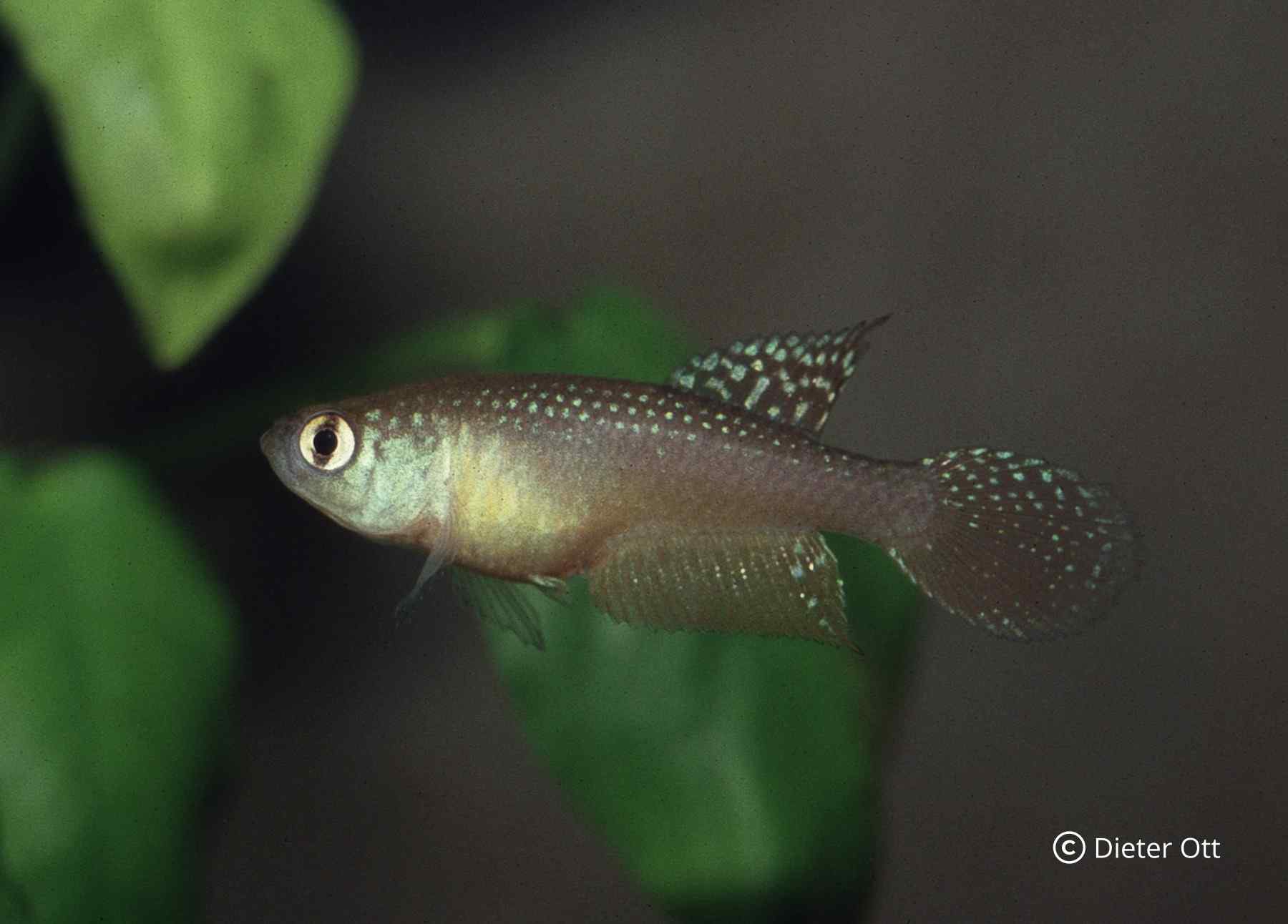 Opthalmolebias bokermani CEPLAC se v hobby stal vzácným.