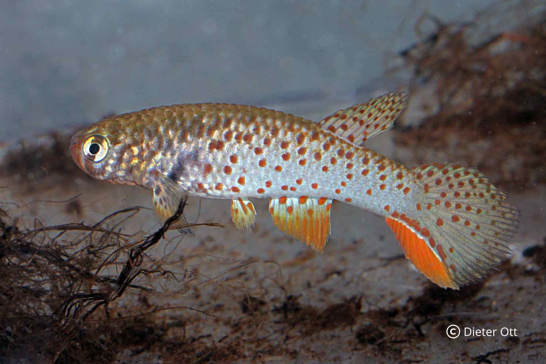 Proporczykowce - Hodowla południowoamerykańskich (SAA) Część 1