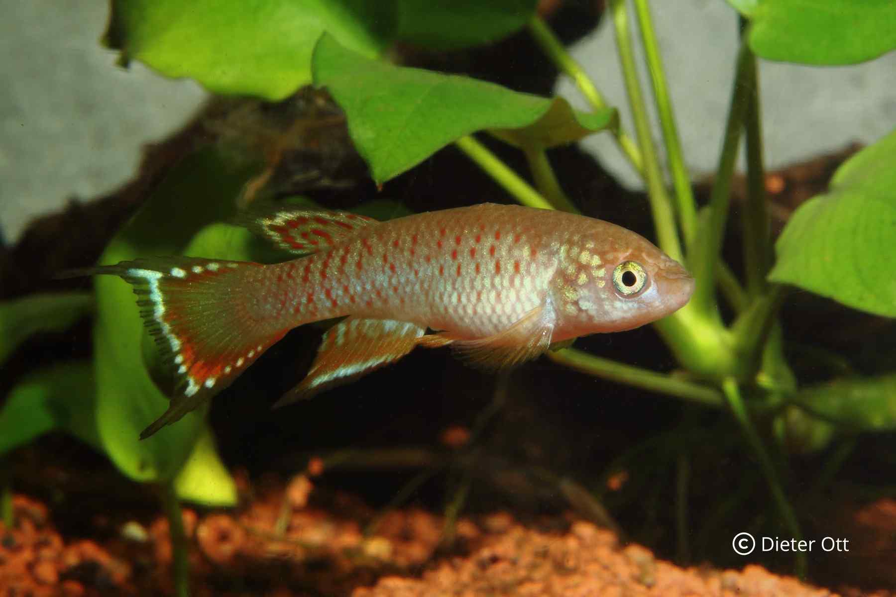 Rachovia sp. „Monteria“ potřebuje při 25 °C šest týdnů do vylíhnutí.