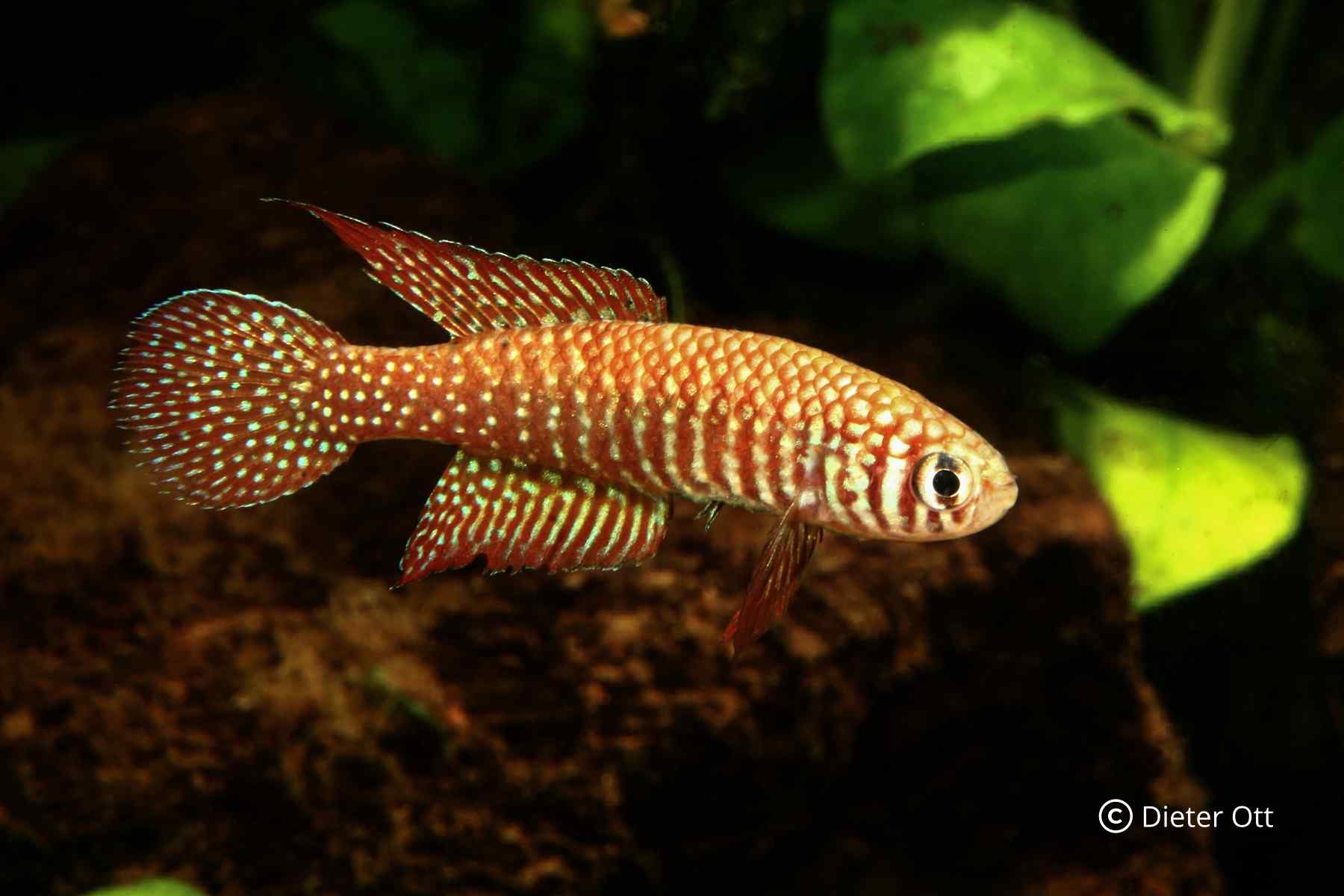 Simpsonichthys punctulatus