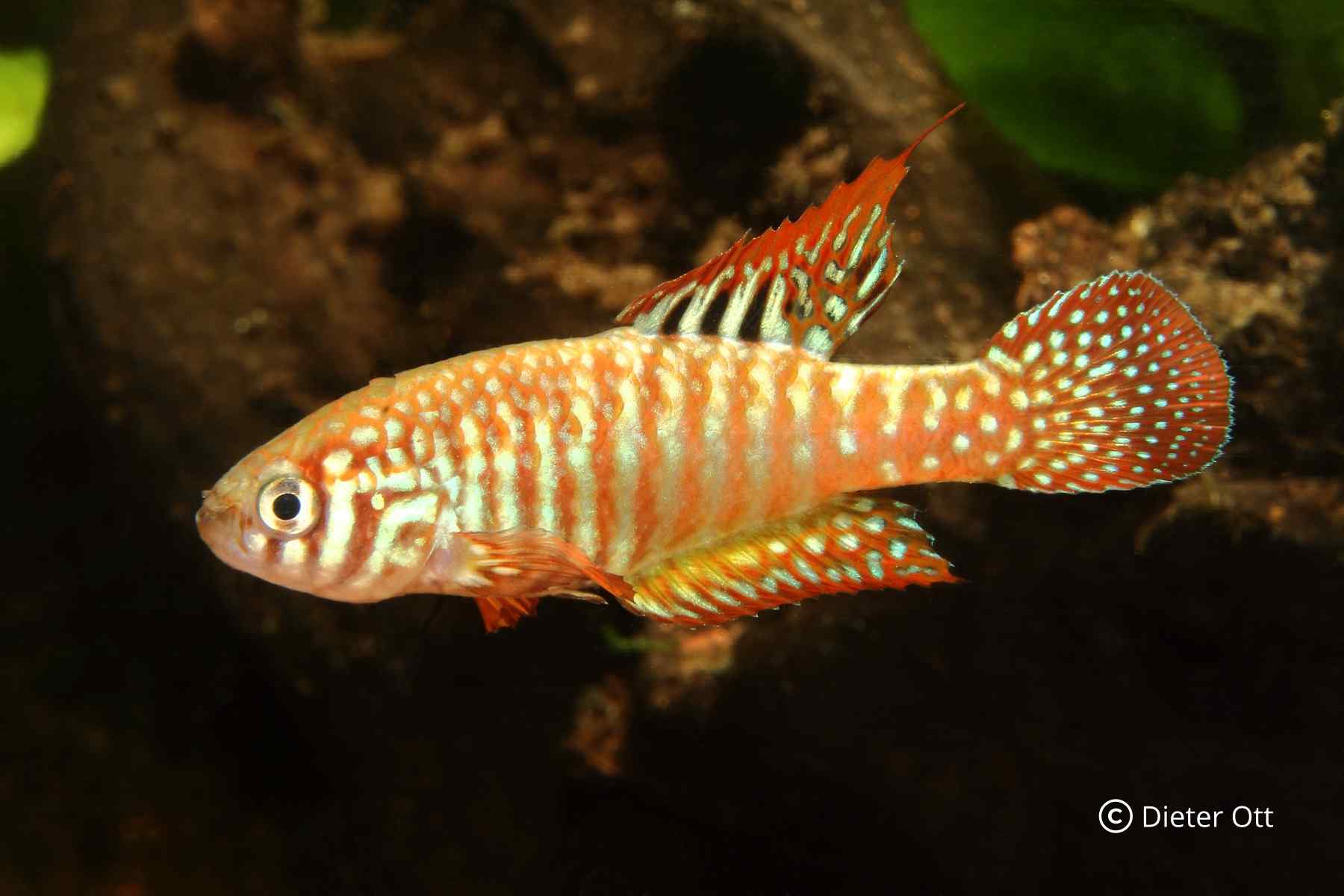 Simpsonichtys zonatus patří k žádaným druhům.