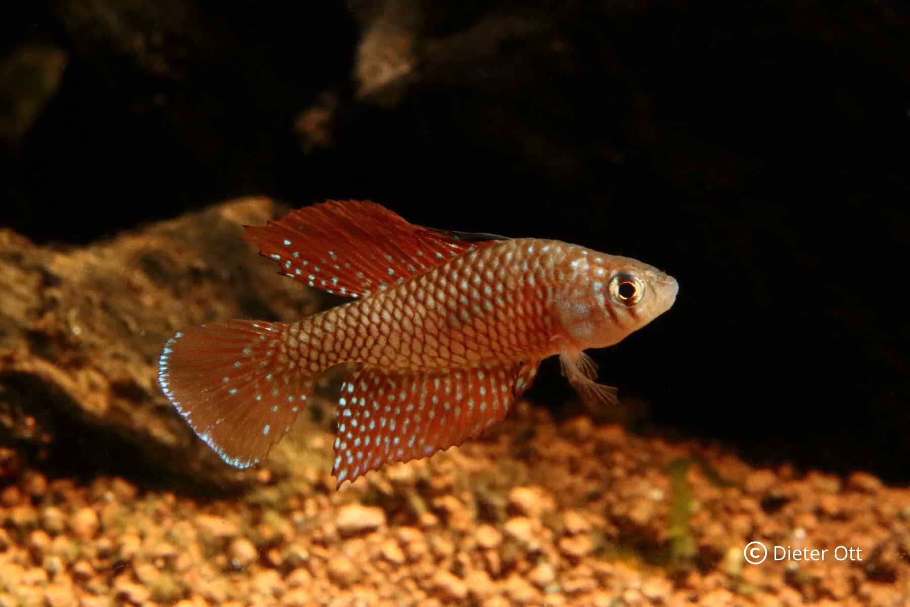 Spectrolebias reticulatus