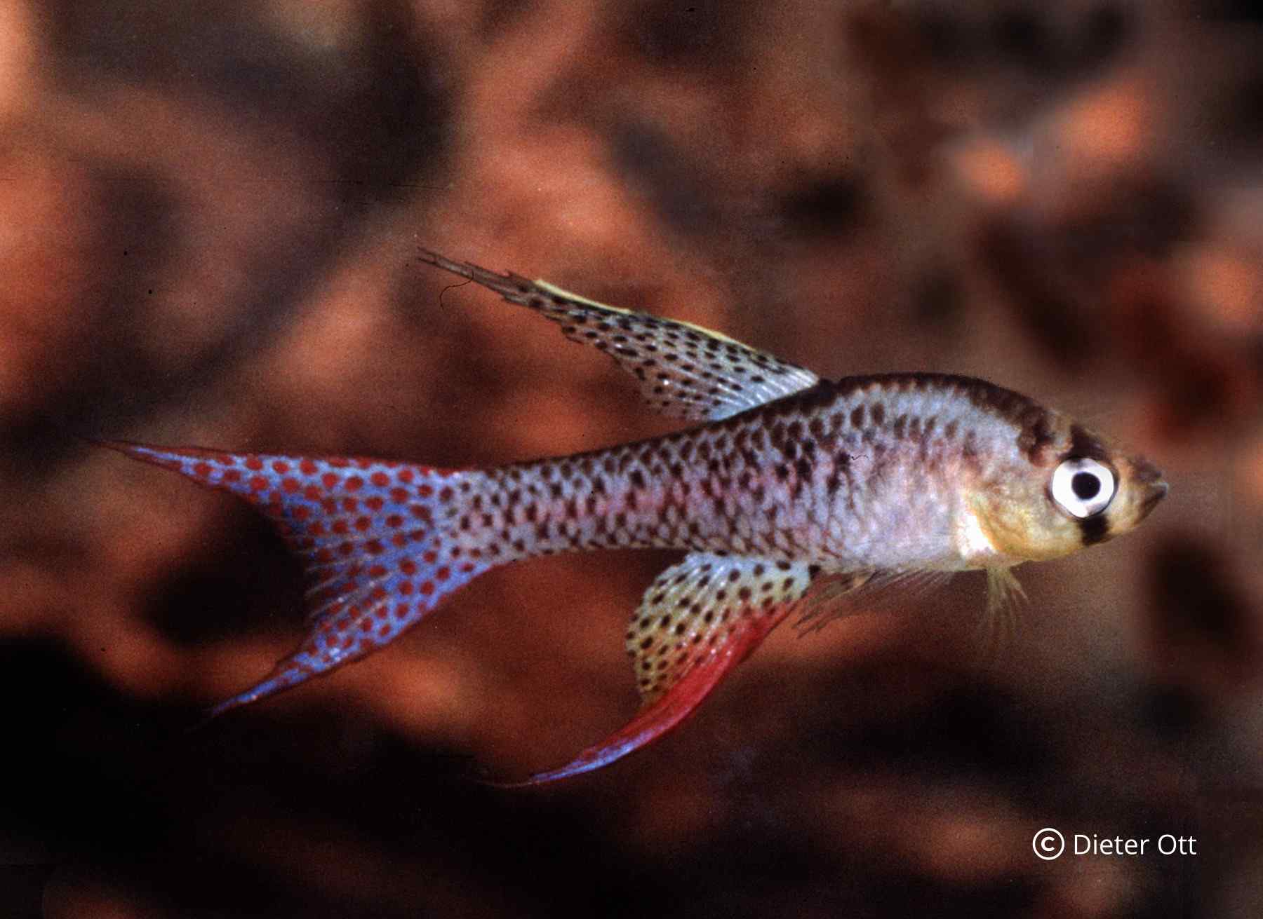 Hodowla południowoamerykańskich proporczykowców (SAA) II - Sto lat pełne błędów na drodze do sukcesu hodowlanego