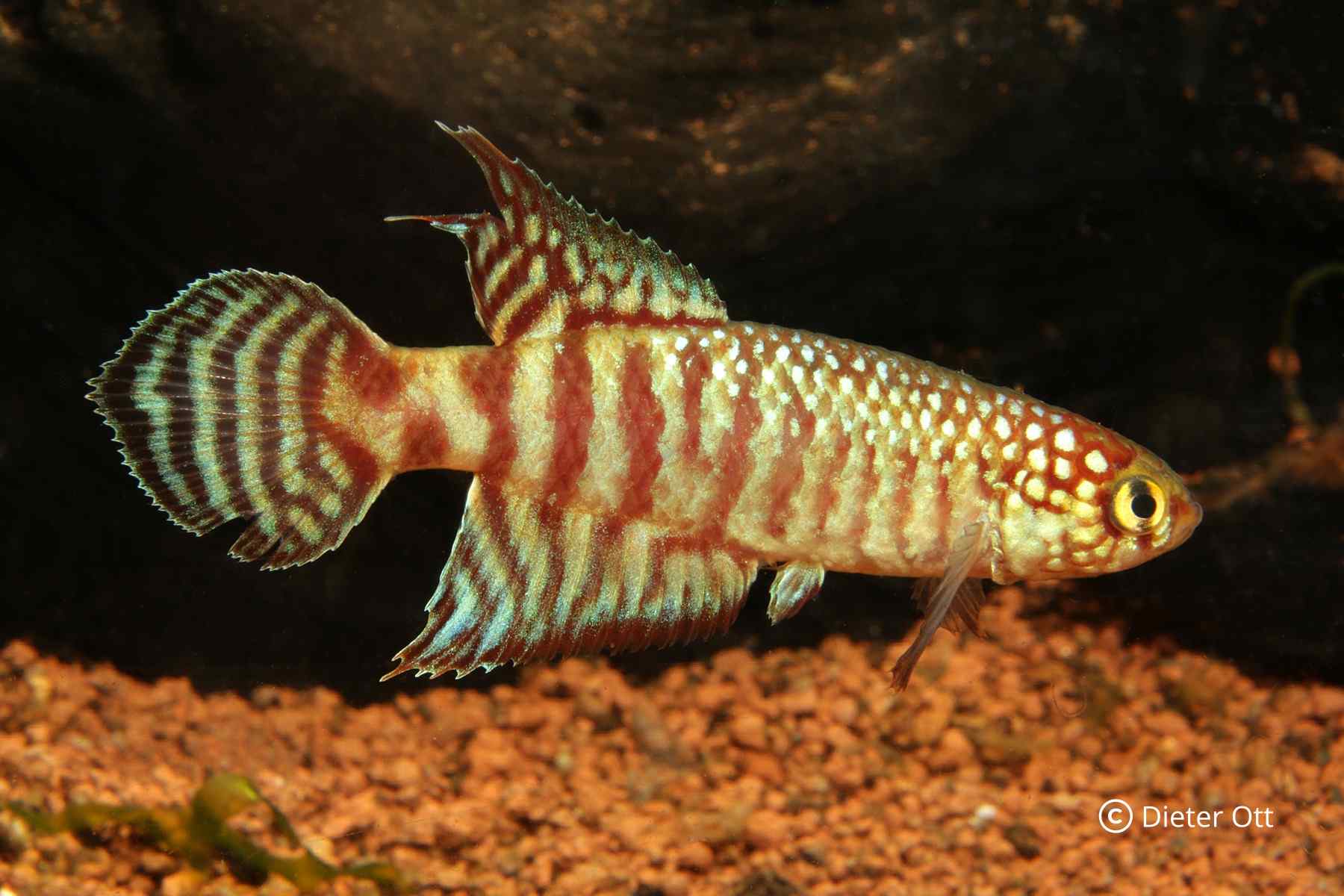 Během imponování druhy Xenolebias pataxo zvedají nepárové ploutve.