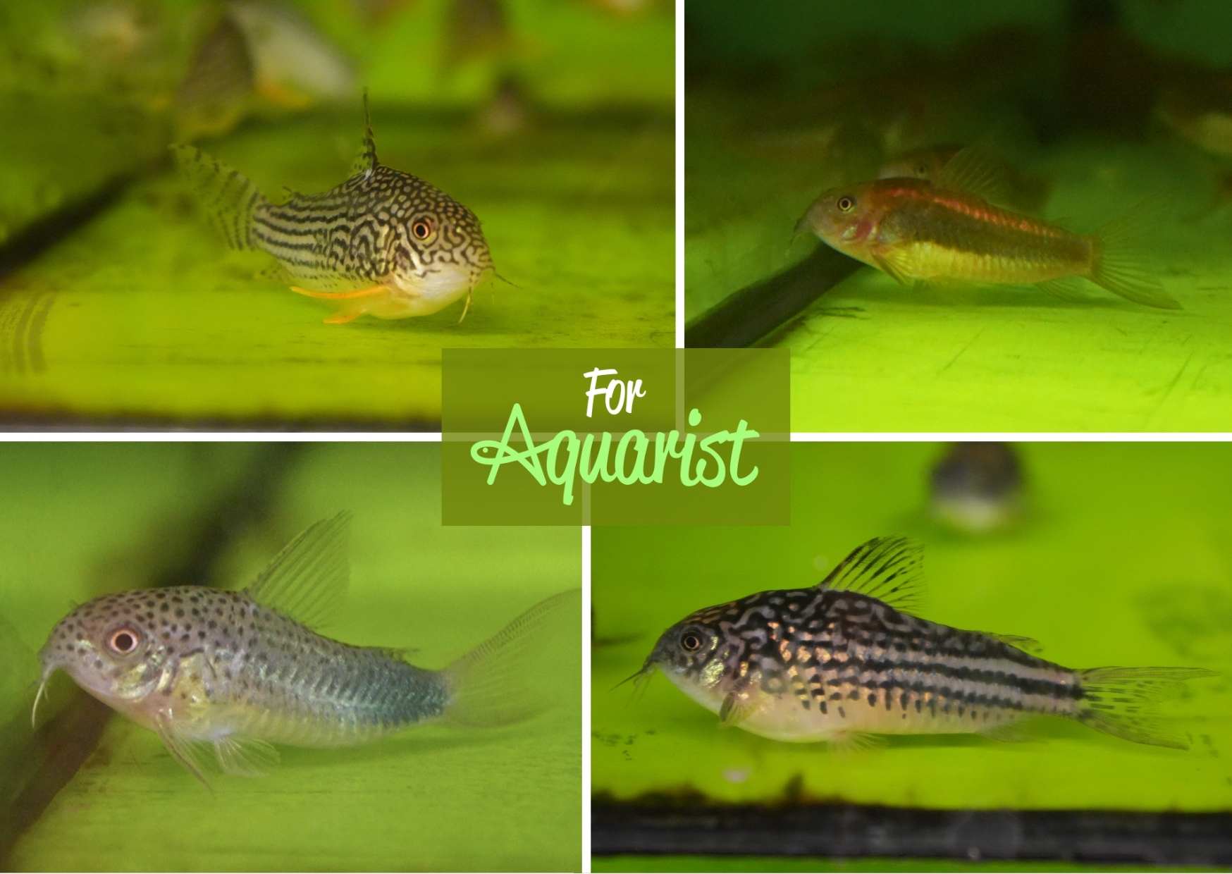 Corydoras sterbai, Corydoras CW013 - Red stripe, Corydoras similis, Corydoras napoensis