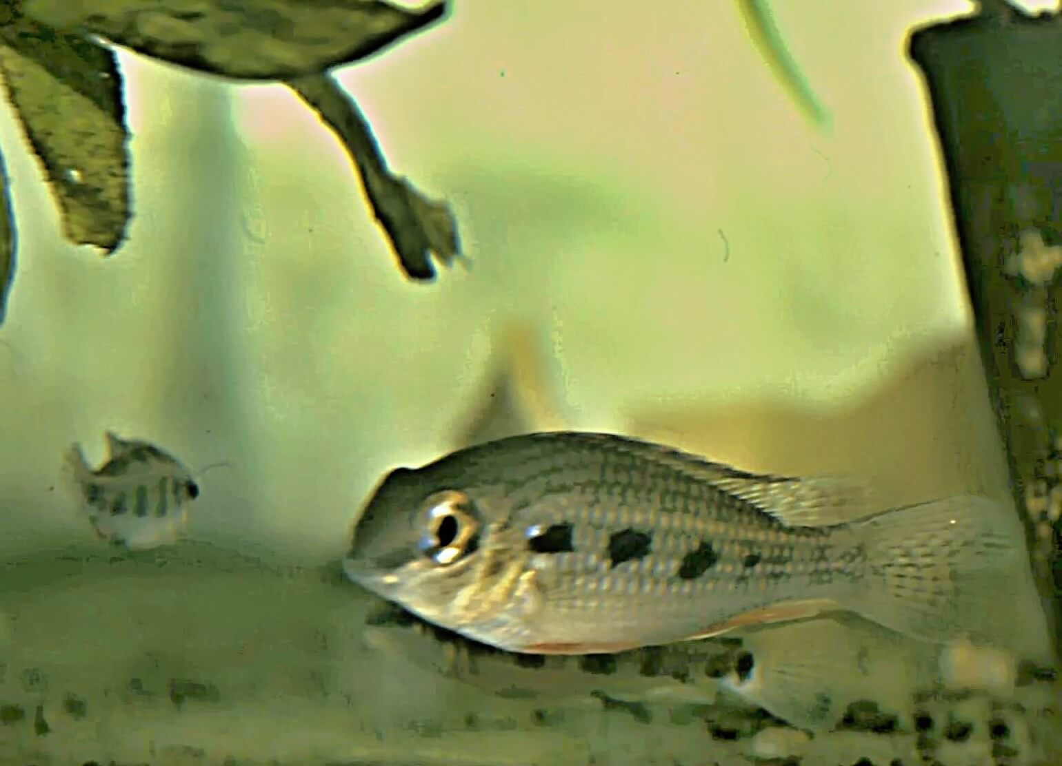 Crenicara latruncularium je niektorými autormi priraďovaná k cichlidkám. Dorastajú ale až 15 cm, tak ich pokojne môžeme použiť aj ako možné obyvateľky veľkých akvárií. Domovom sú v Brazílii a Bolívii, v Rio Guaporé.
