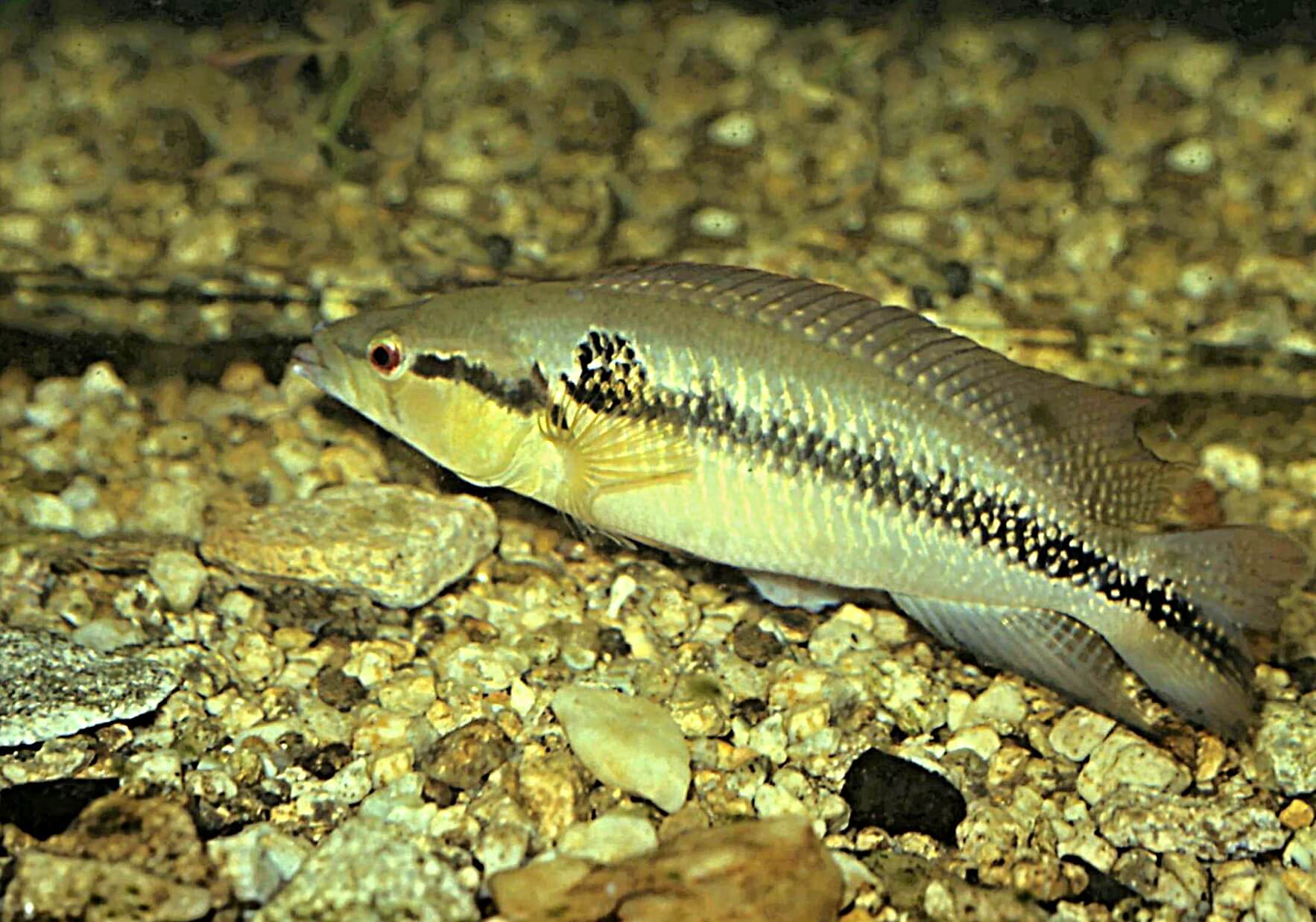 Crenicichla anthurus pochádza z Ekvádoru a Peru, kde žije hlavne v riekach Ucayali, Putumayo, Huallaga a Napo. Samce dorastajú do 25 cm, je veľmi ťažké zostaviť spolupracujúci harmonický pár.