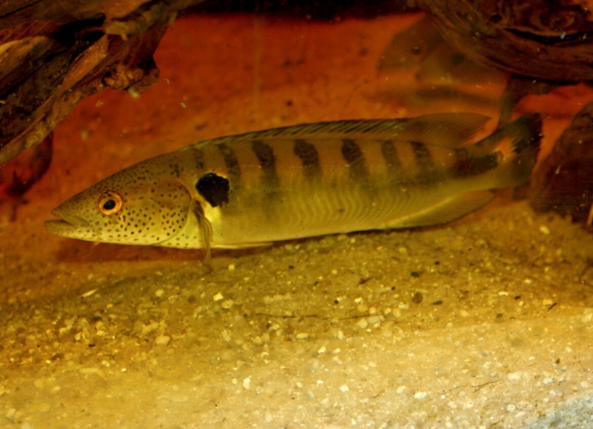 Crenicichla lenticulata žije v Brazílii a Bolívii, dorastá v prípade samcov až do 38 cm.