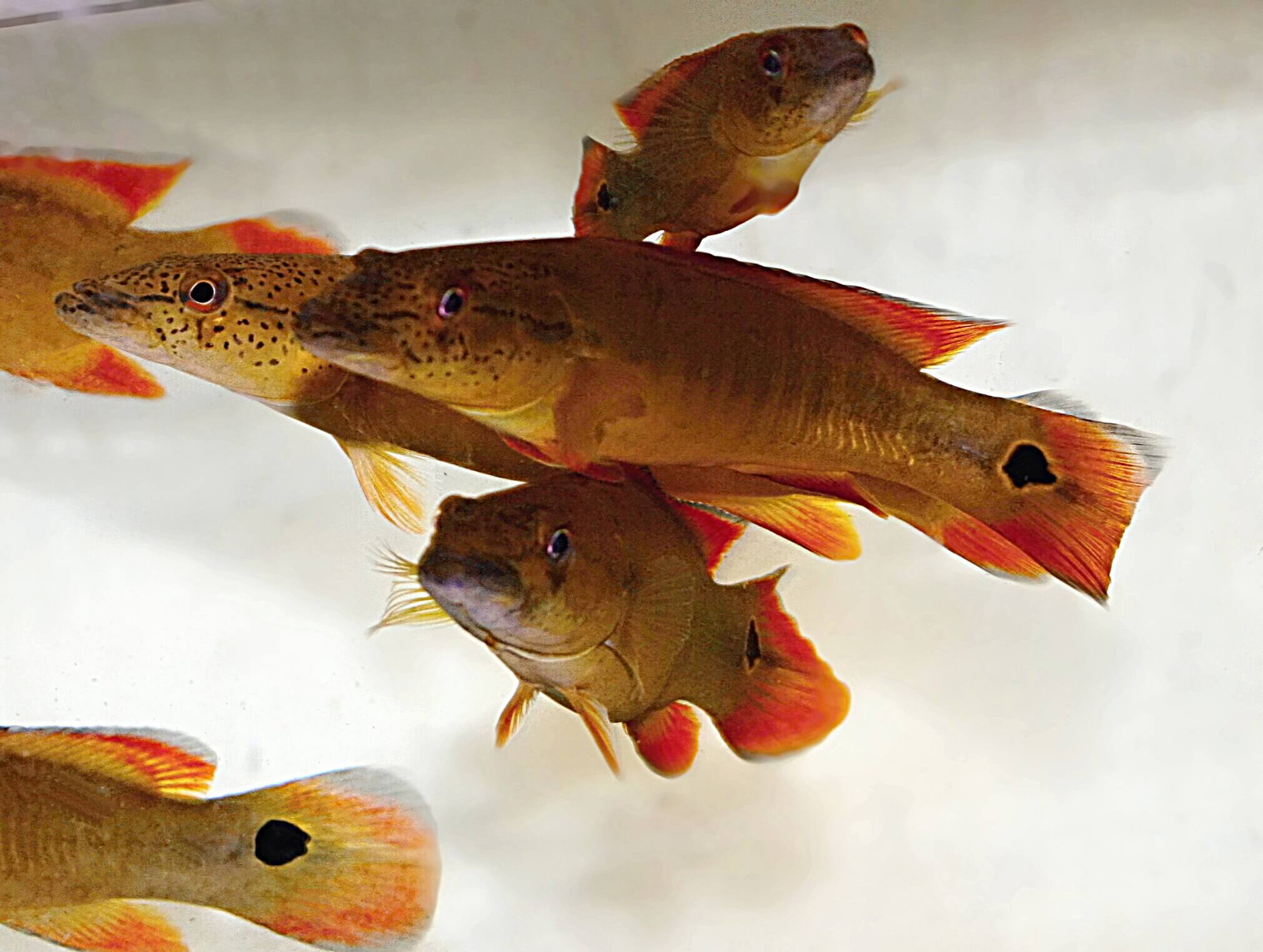Crenicichla sp. XINGU, ako už názov hovorí, pochádza z Rio Xingu. Dnes je takto označovaných cichlíd veľká rada, väčšinou označovaných ako sp.Xingu I.-III. Dorastajú do 35 cm.