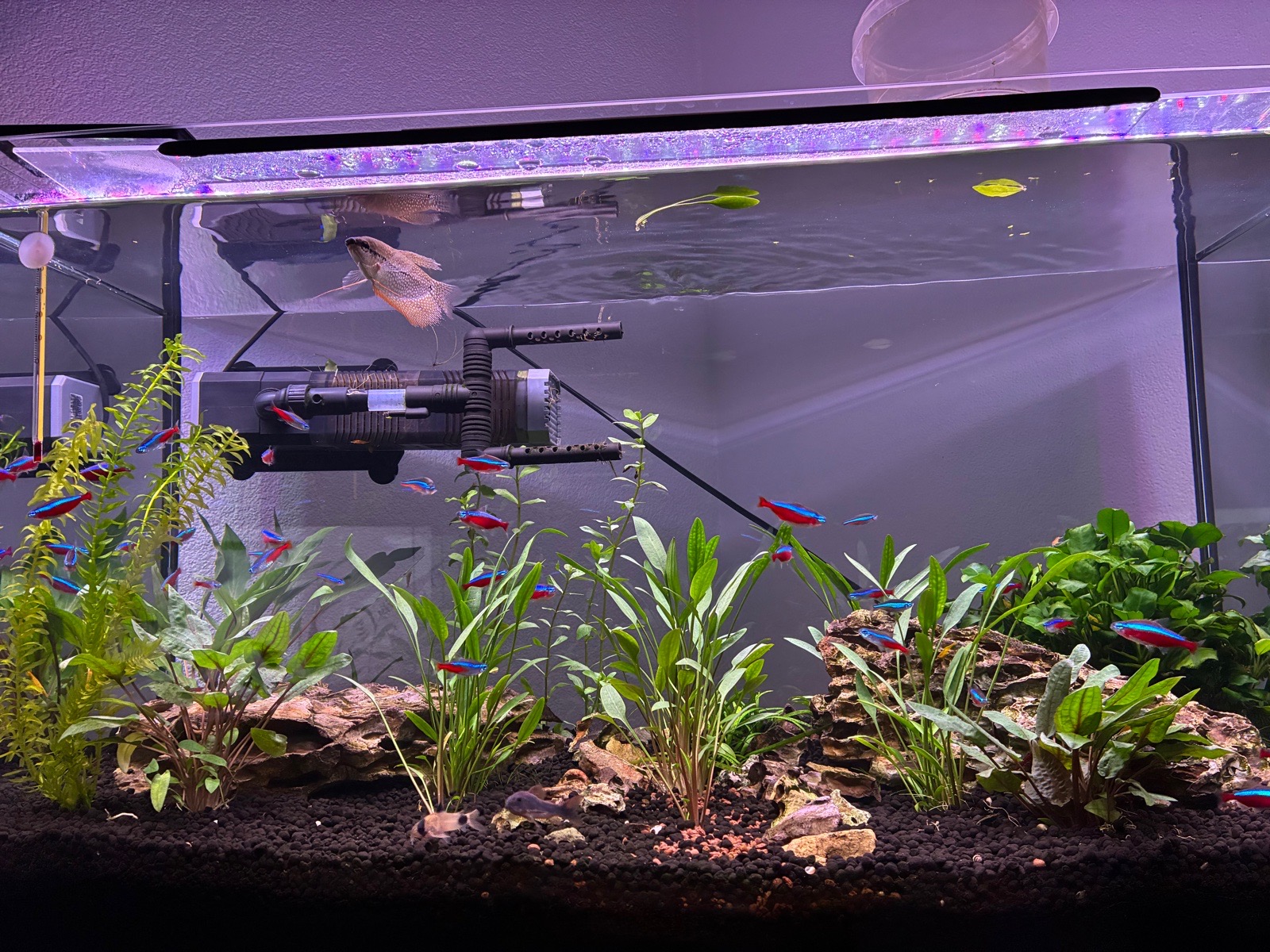 New plants for an established aquarium