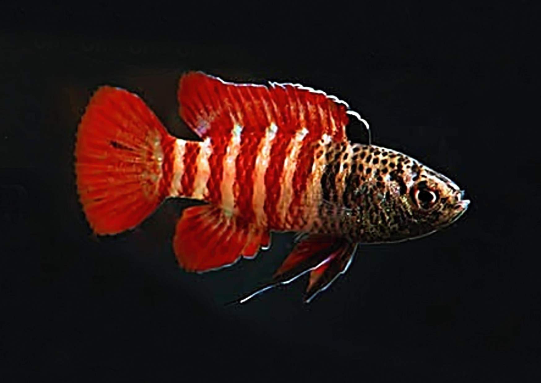 Dario hysginon black tiger