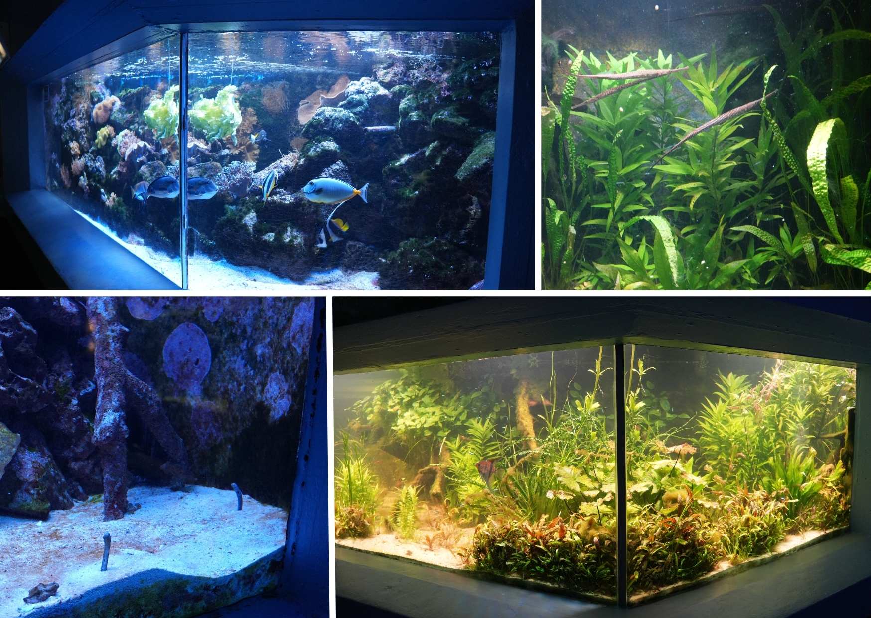 Prohlídka místního akvária