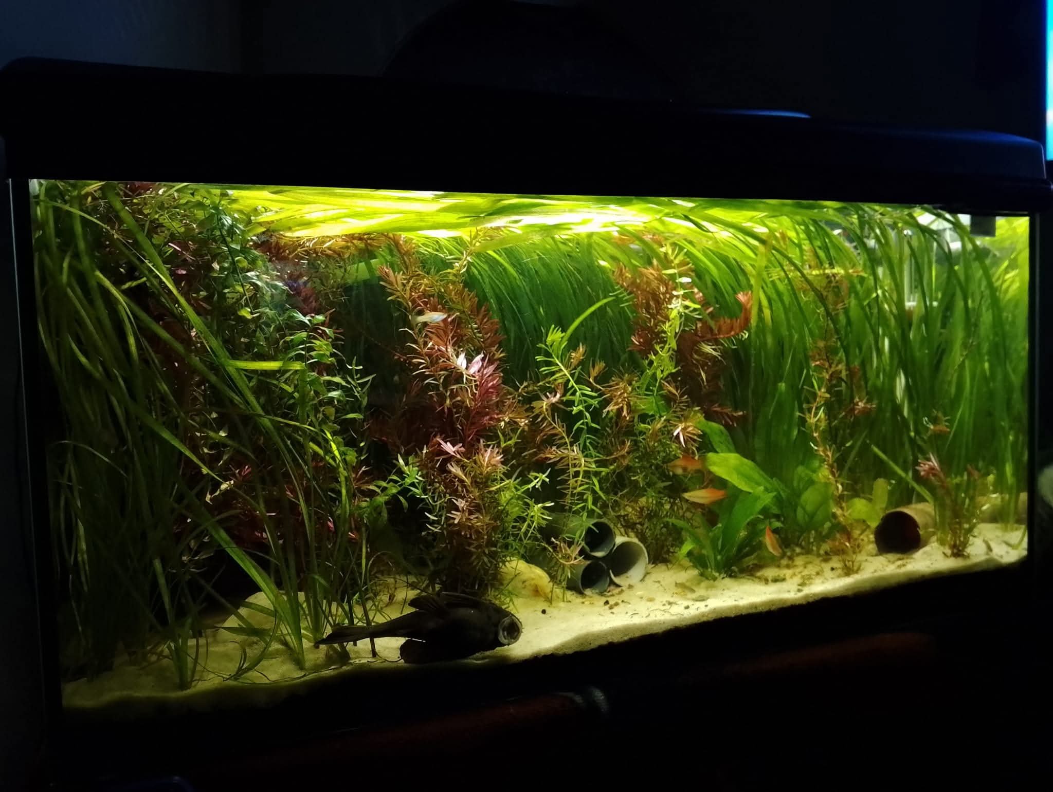 100 l nenáročné akvárium