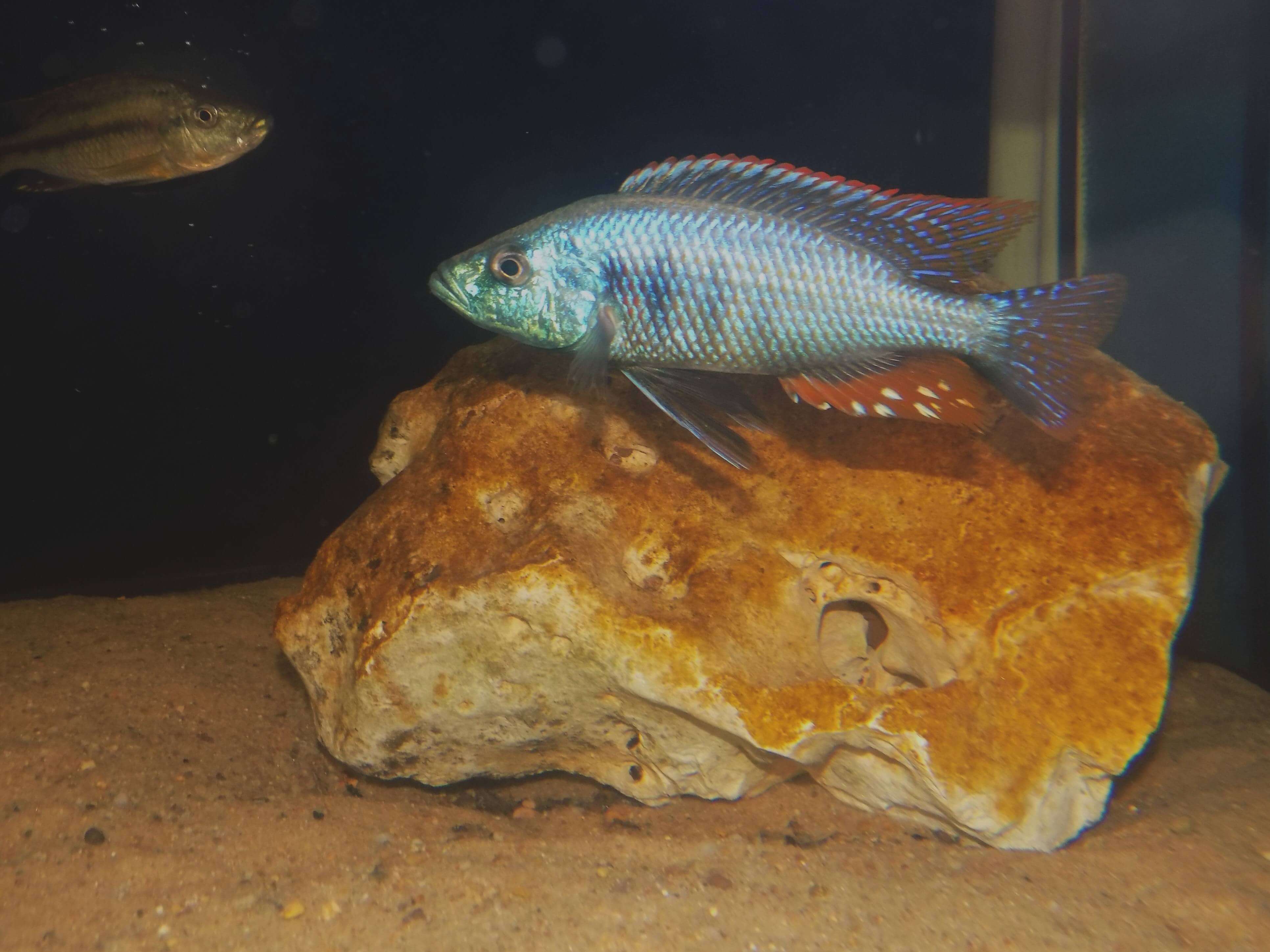 Dimidiochromis strigatus samiec