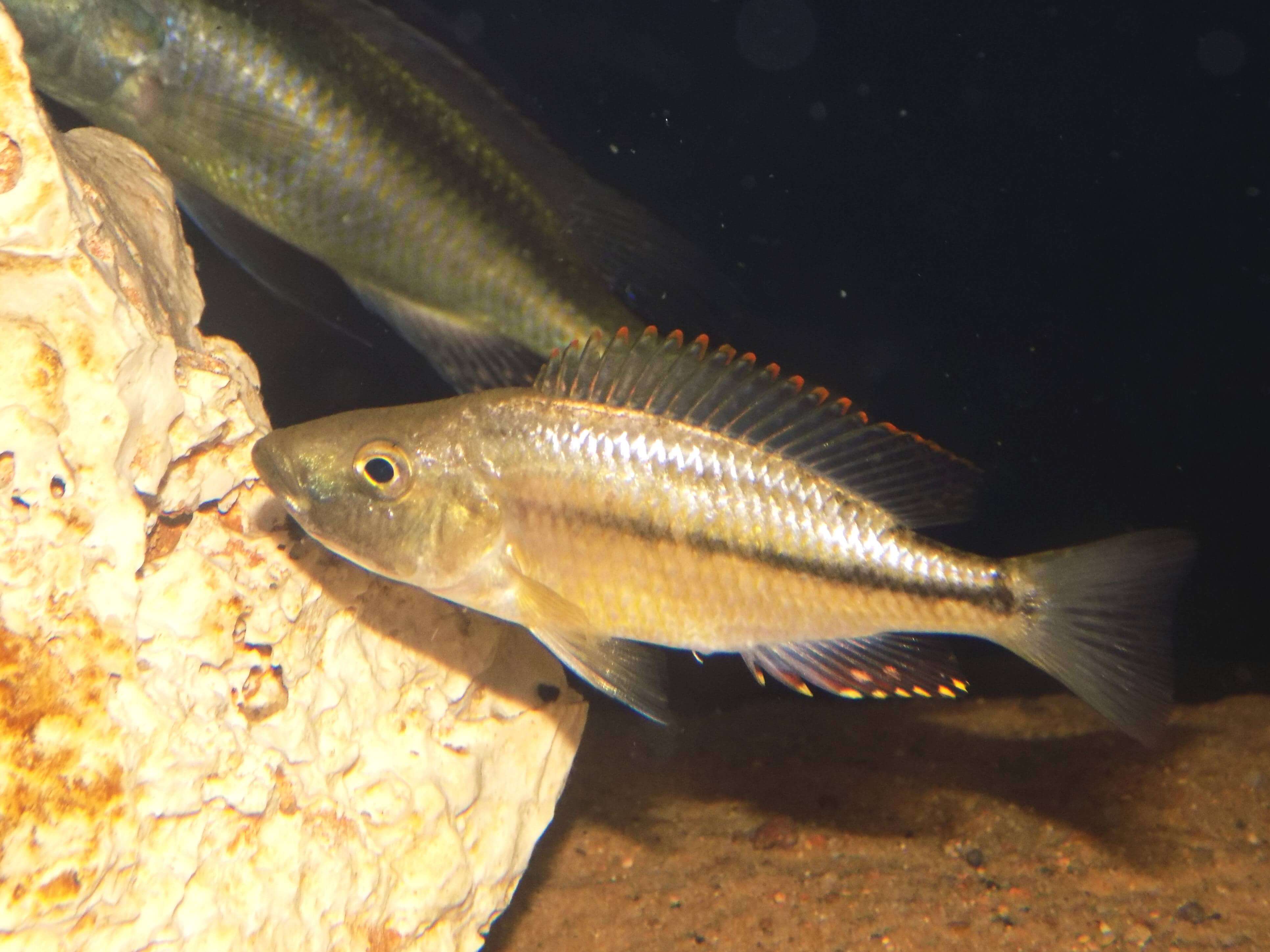 Dimidiochromis strigatus samice