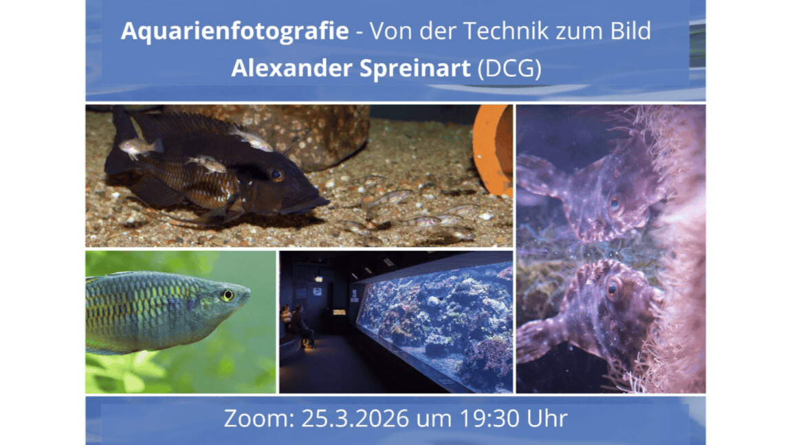 📸 Mistrovská akvarijní fotografie: Online přednáška DCG