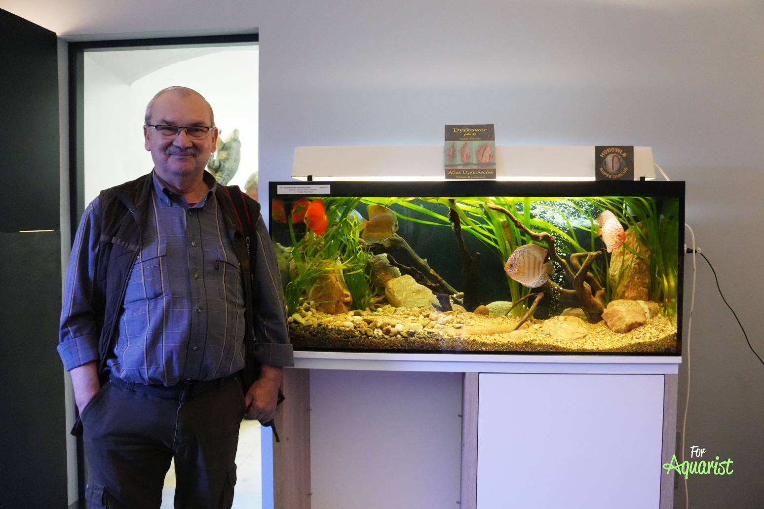 Andrzej Nowicki (PL) - Symphysodon aequifasciatus (Leopard, Cobalt, Red melon)