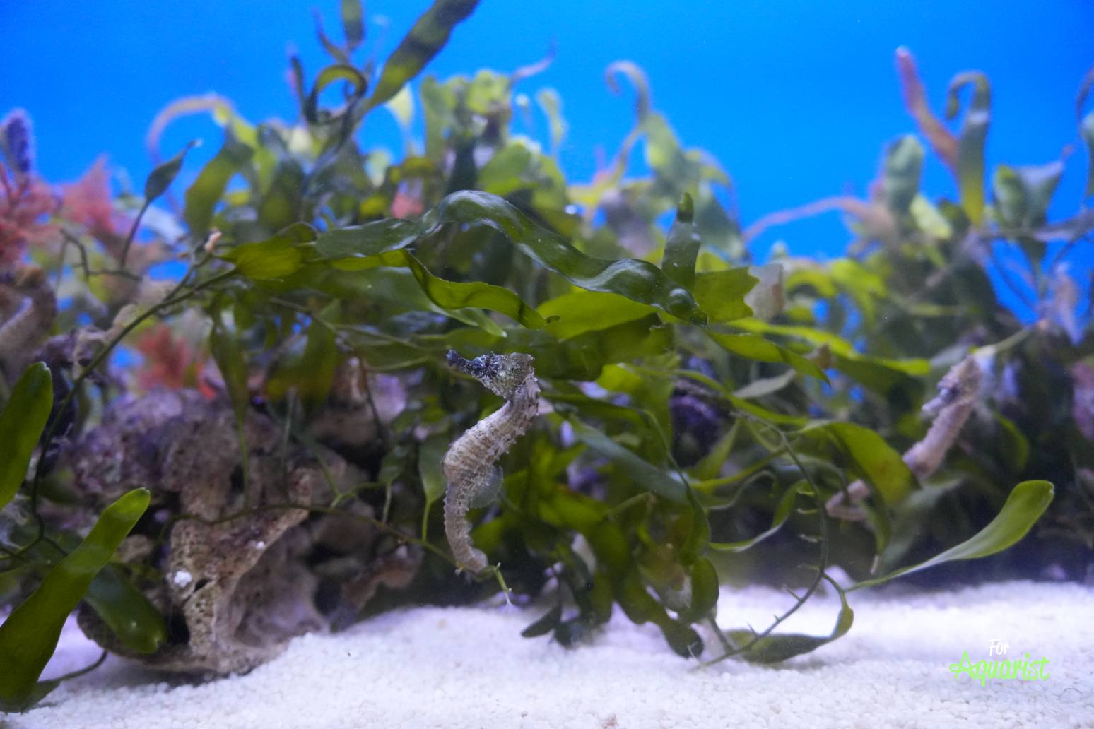 Hippocampus erectus (J. Vávra)