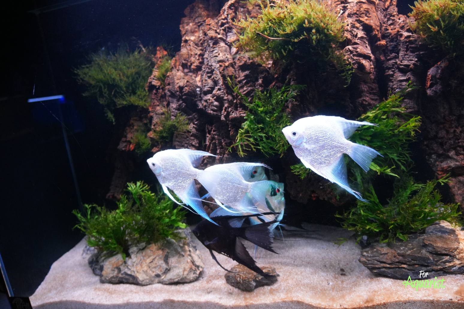 Pterophyllum scalare (Zdeňek Dočekal)