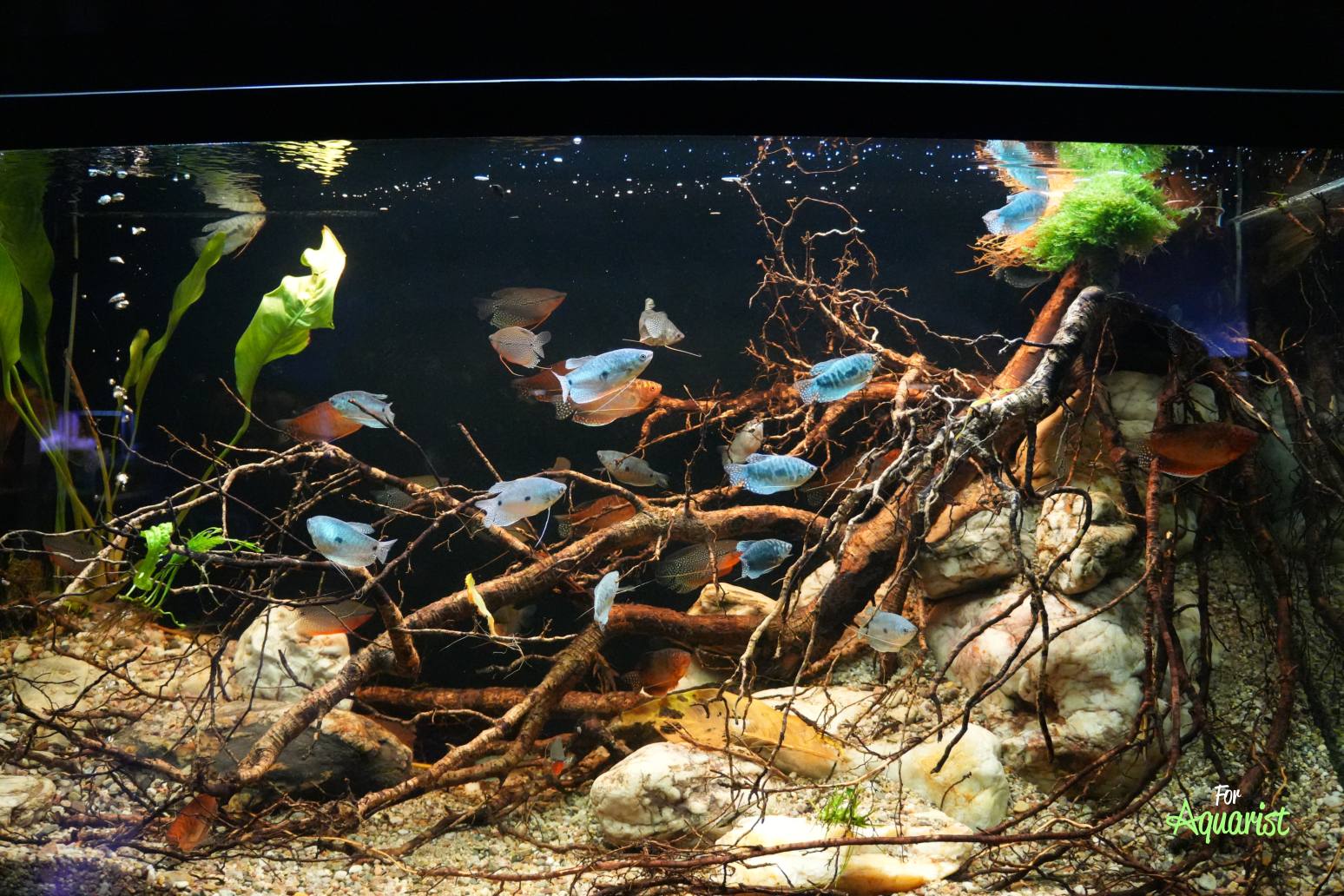 Trichopodus trichopterus (Kobližek)