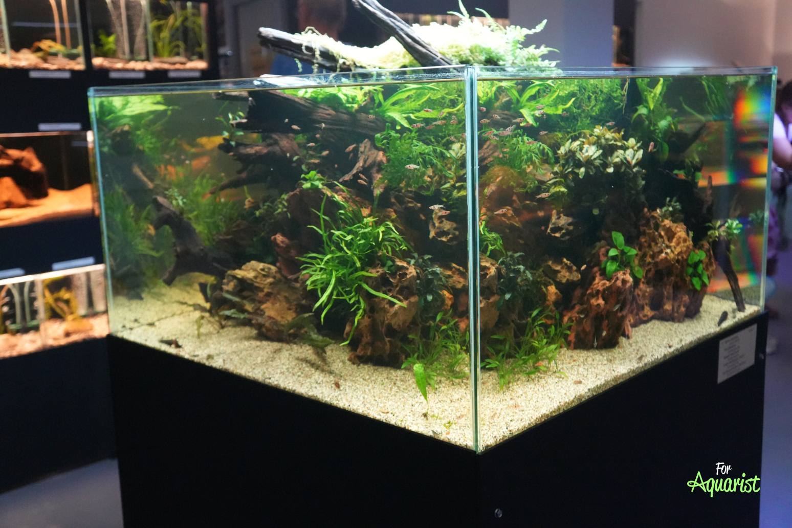 Boraras maculatus, Atya gabonensis, Atyopsis moluccensis. Caridina multidentata, Caridiba gracilirostris (R. Dušek)