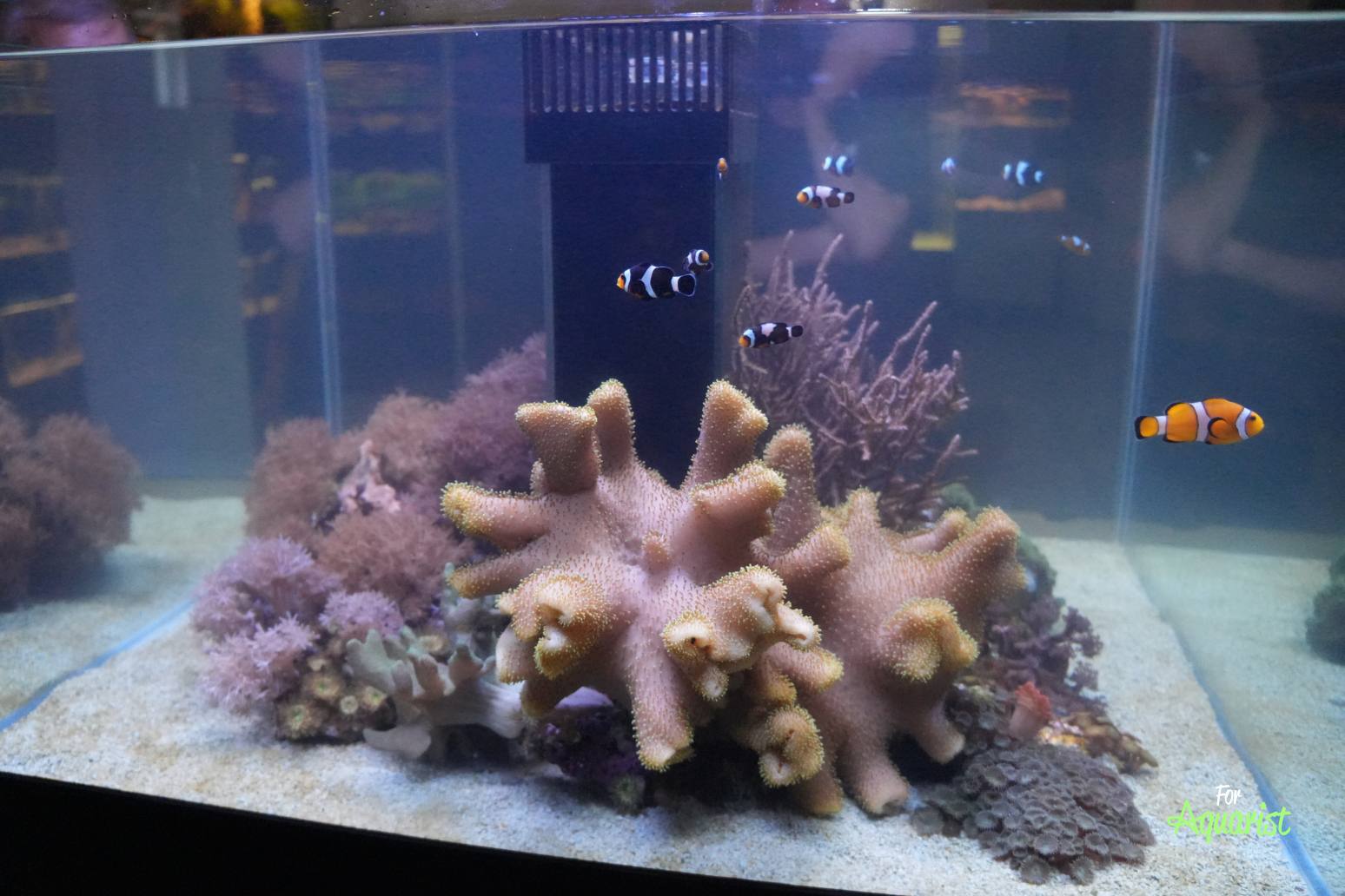 Ein Meerwasseraquarium mit Amphiprion ocelaris (Falscher Clownfisch) durfte nicht fehlen.