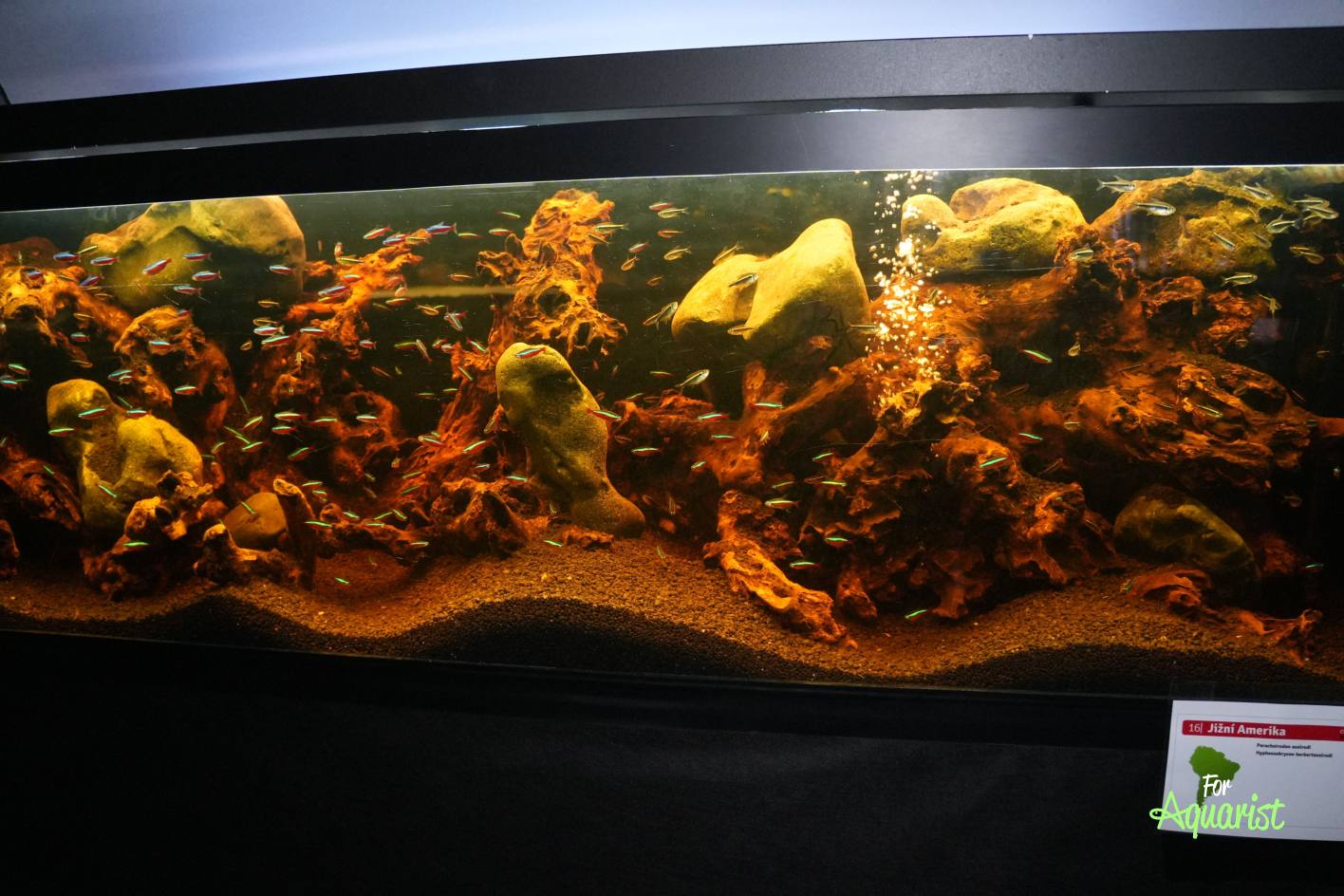 Paracheirodon axelrodi, Hyphessobrycon herbertaxelrodi (J. Paulus)