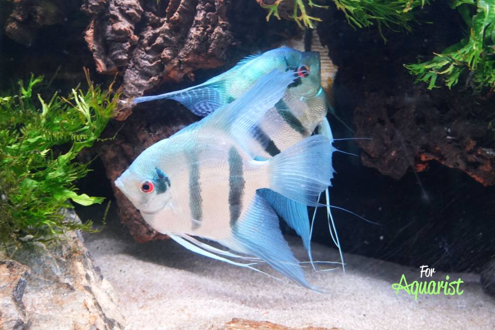 Pterophyllum scalare (Zdeňek Dočekal)