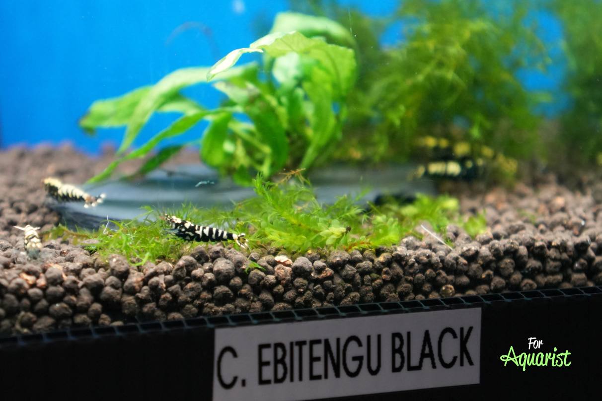 Ebitengu black