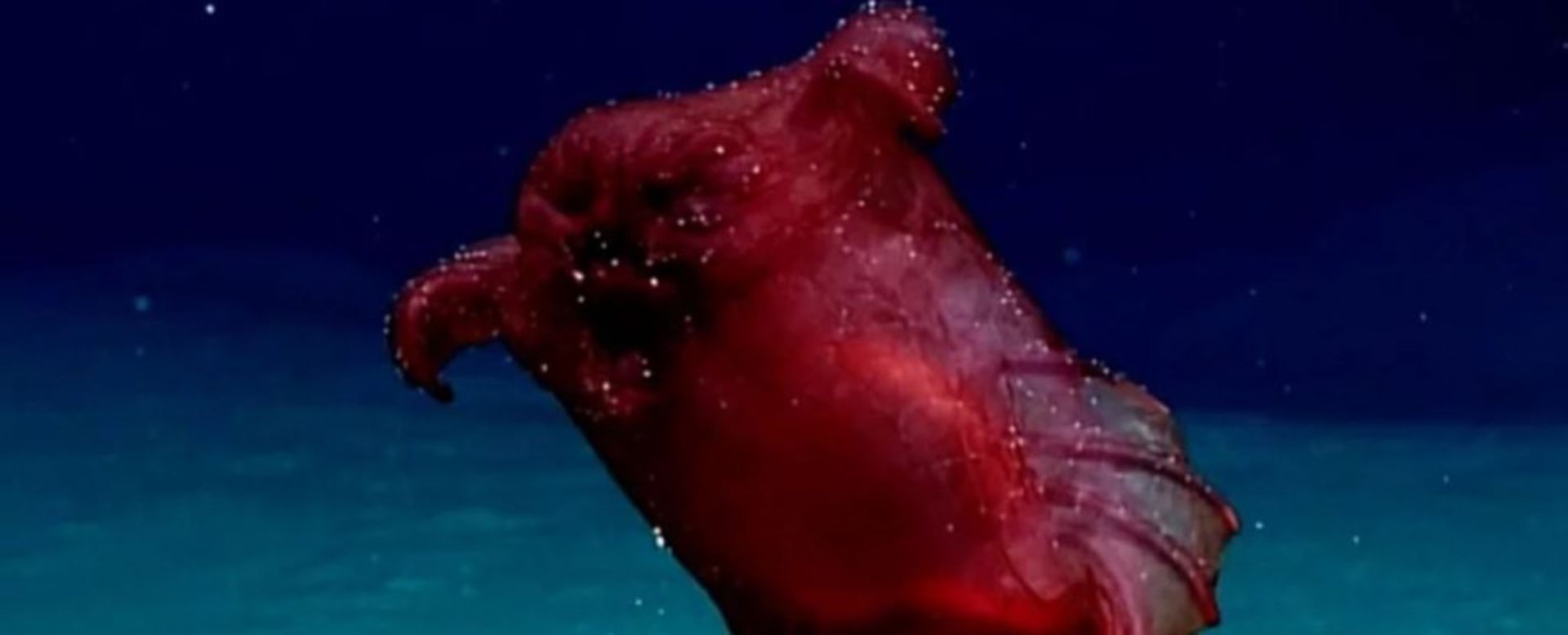 "Bezhlavé kuře" - záhadný mořský tvor z hlubin