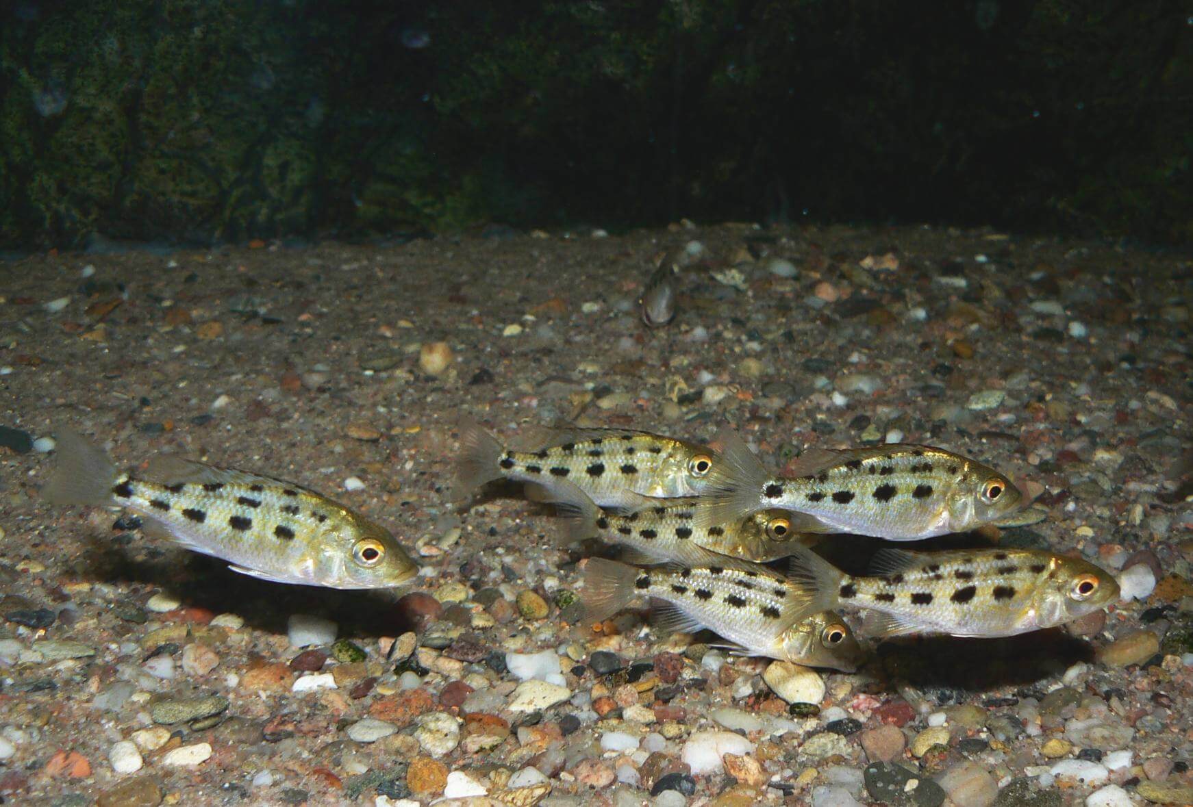 Młode osobniki Fossorochromis rostratus