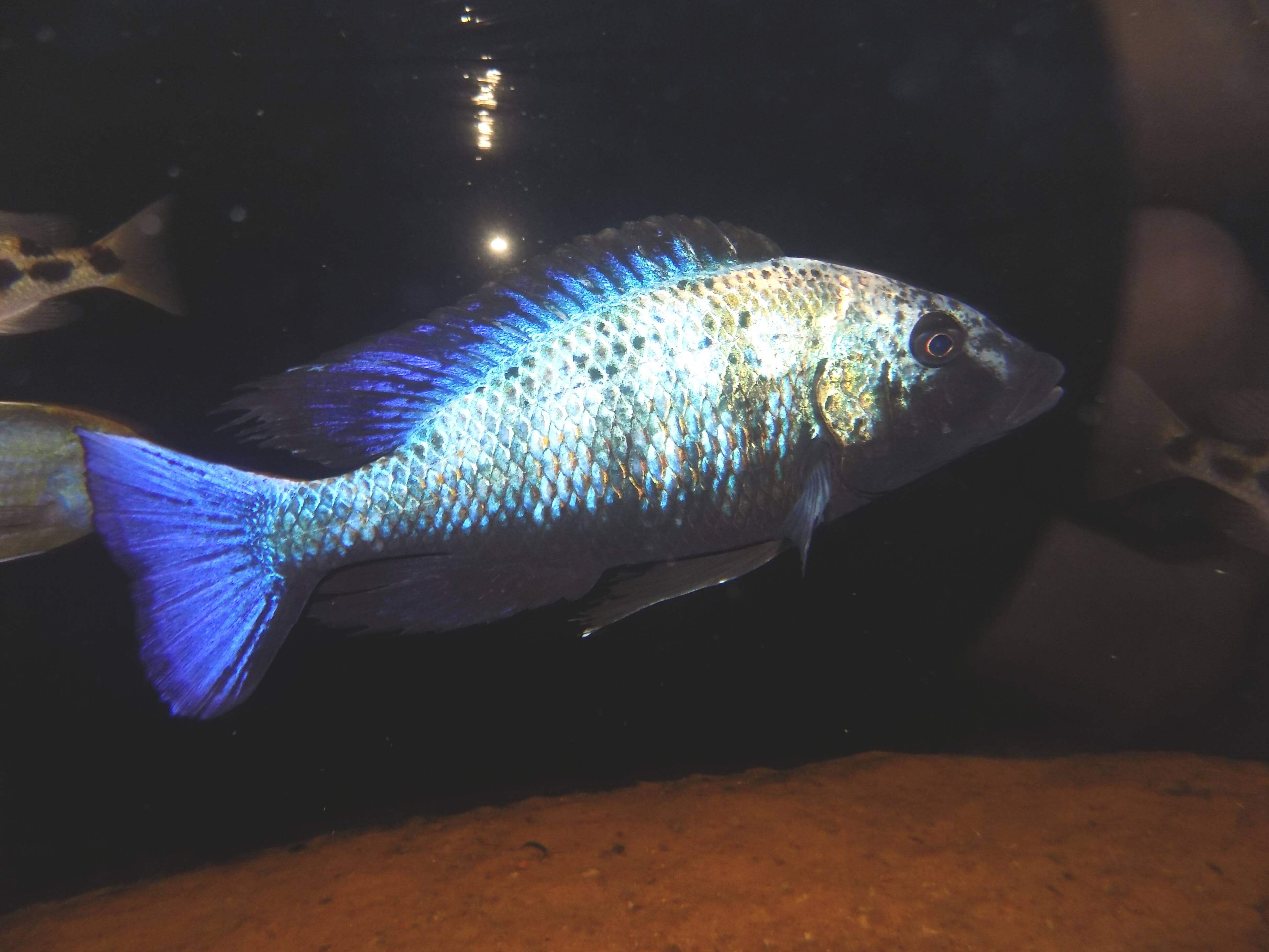 Fossorochromis rostratus samiec