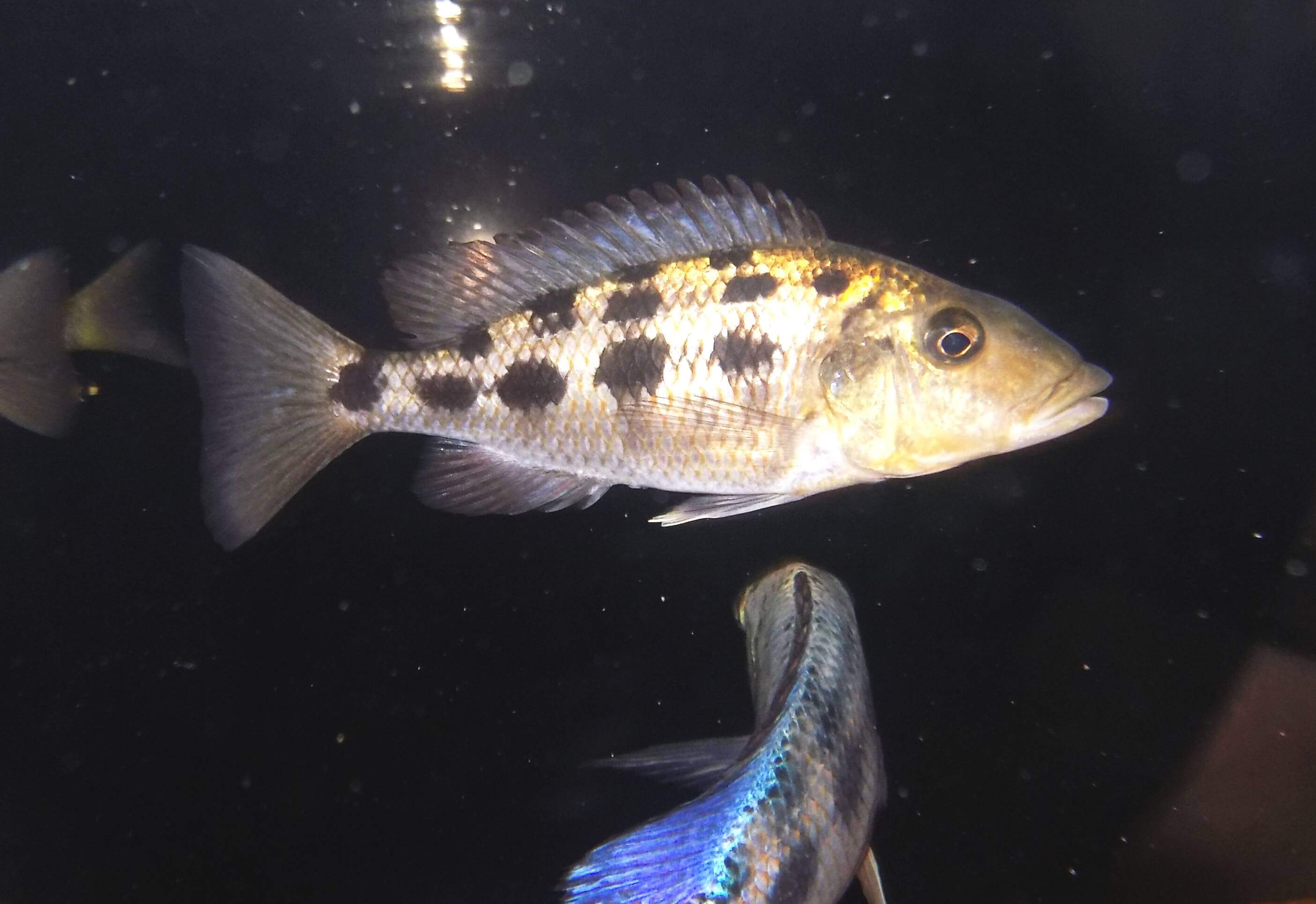 Fossorochromis rostratus samica