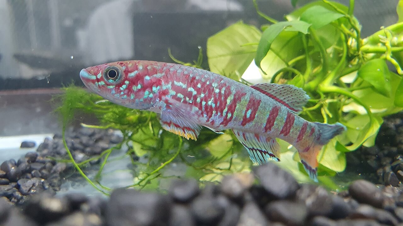 🐠 Poslední šance! Dvě skvělé akvaristické výstavy končí tento víkend