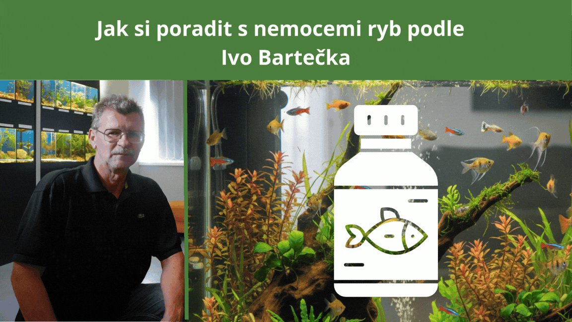 The most common mistakes in fish treatment: Ivo Barteček advises what (not) to do when a disease appears in the aquarium