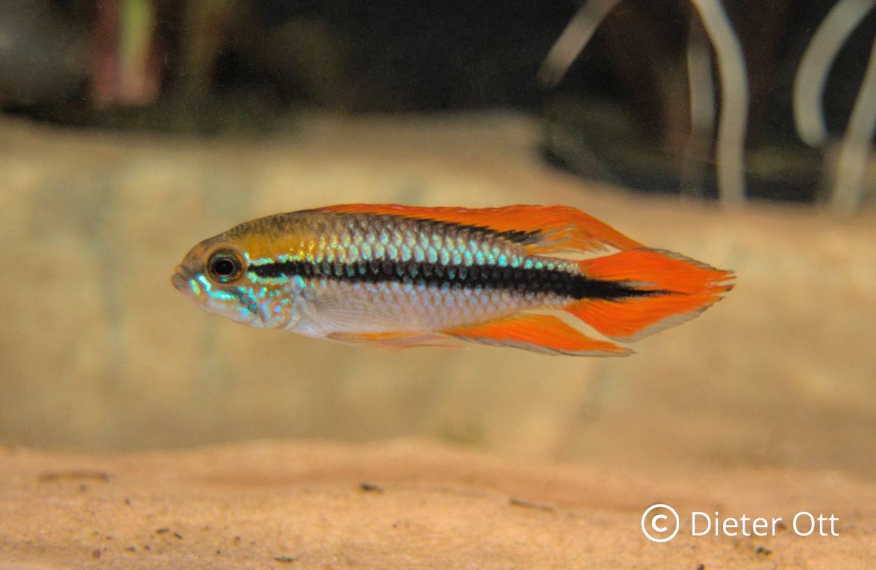 Fascinace Apistogramma: Příručka k osvědčeným druhům a jejich chovu