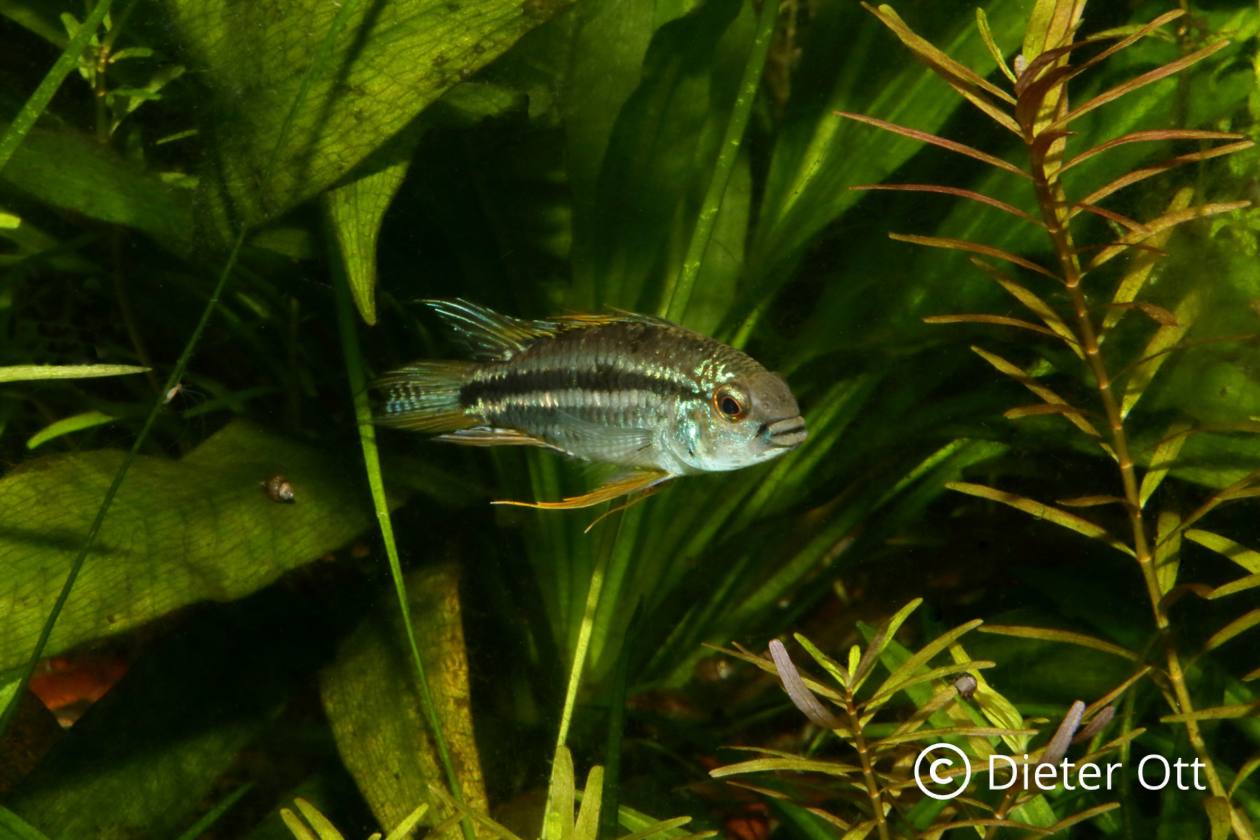 Apistogramma trifasciata gibt in der Zucht manchmal Rätsel auf.