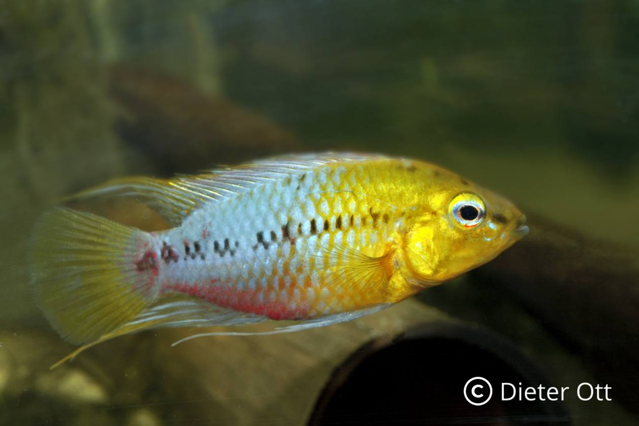 Apistogramma hongsloi stellt auch ohne angezüchtete Rotfärbung eine schöne Art dar.