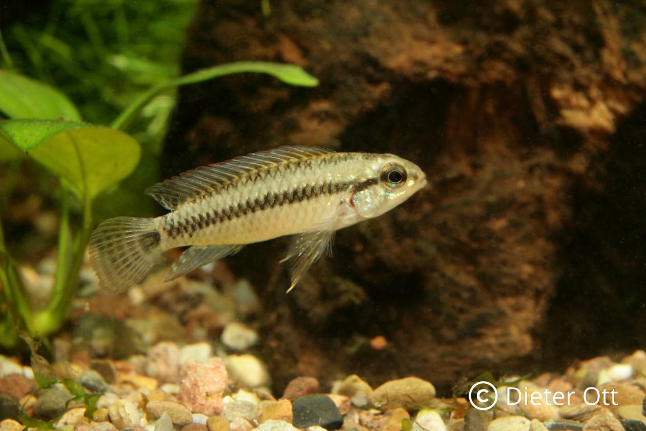Apistogramma inornata ist noch nicht im Zoohandel erhältlich und verlangt ebenfalls weiches Wasser für die Zucht.