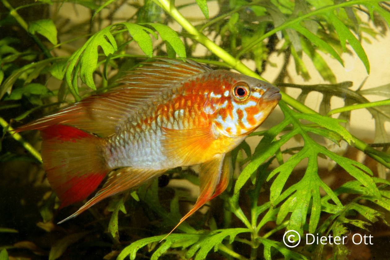 Apistogramma macmasteri hat sich über die Jahre einen Stammplatz in den Becken der Zwergbuntbarschfreunde erobert.