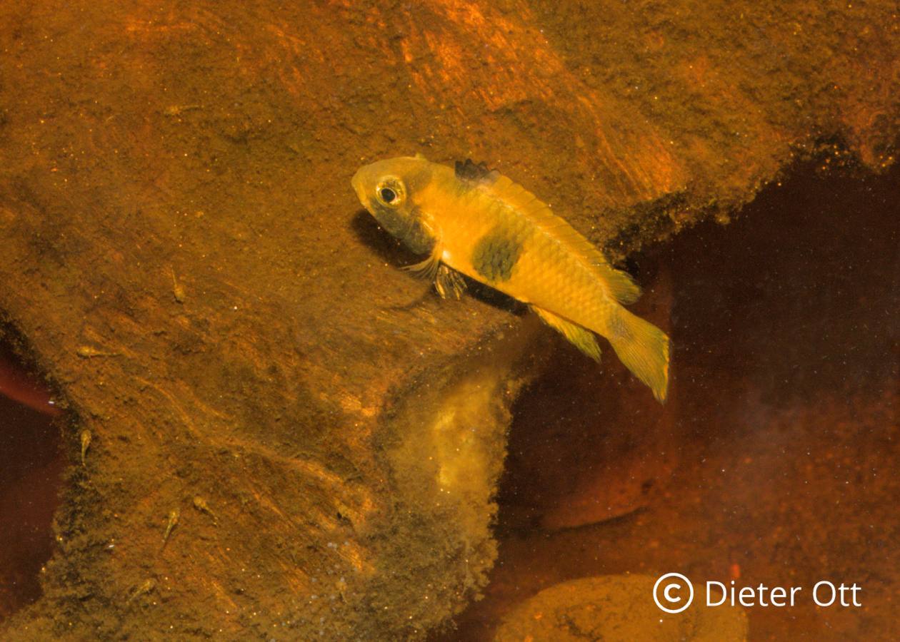 Das Apistogramma nijsseni-Weibchen führt seine Jungen gerne auf Holzflächen.