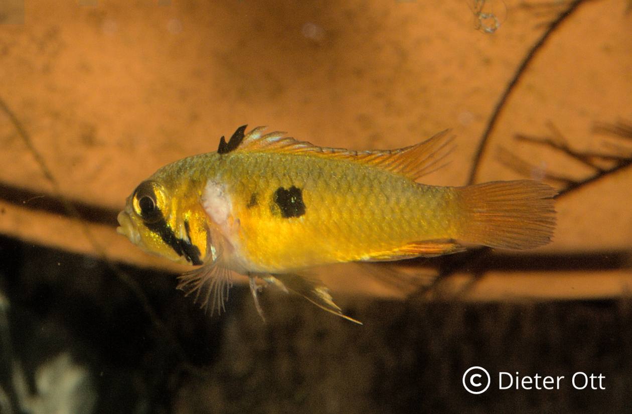 Apistogramma sp. Jurua verlangt auch für die Hälterung sehr weiches Wasser.