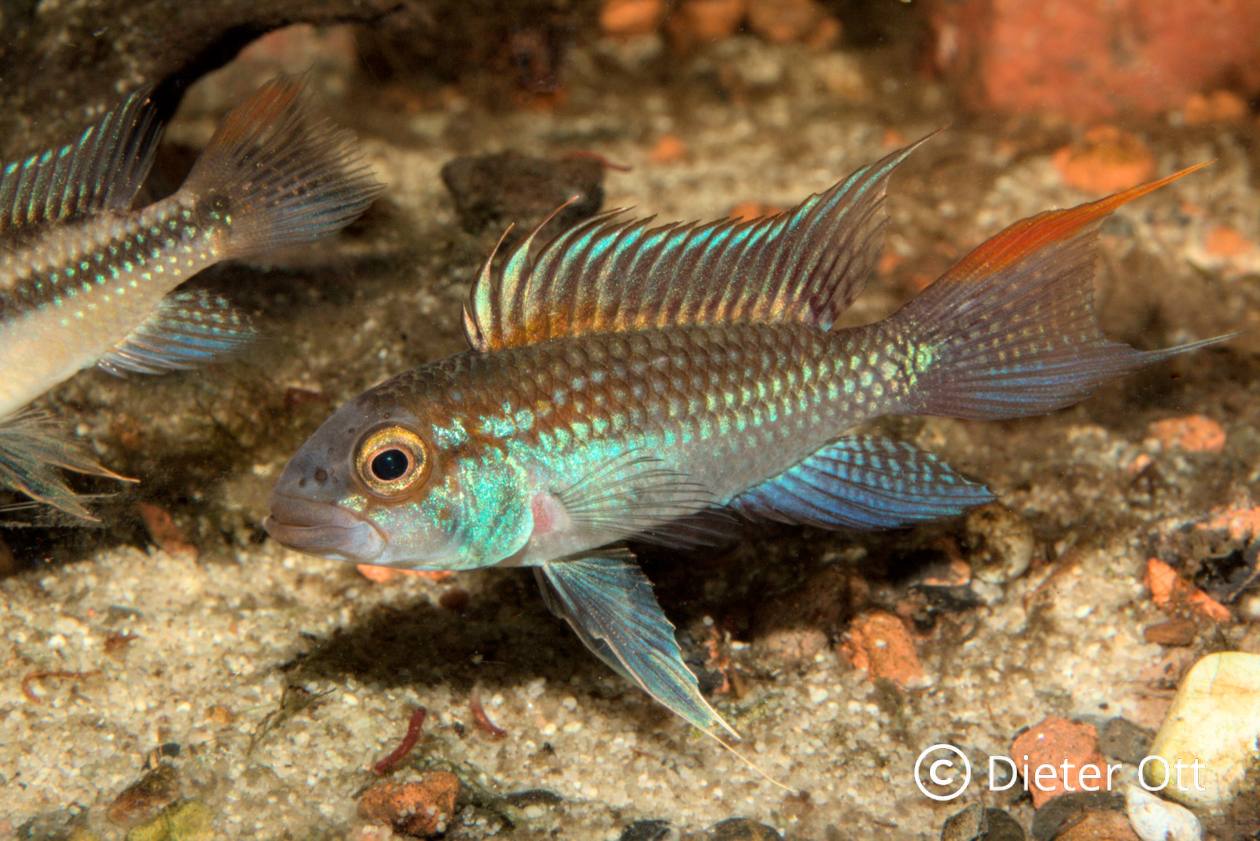 Apistogramma sp. Jurua verlangt auch für die Hälterung sehr weiches Wasser.